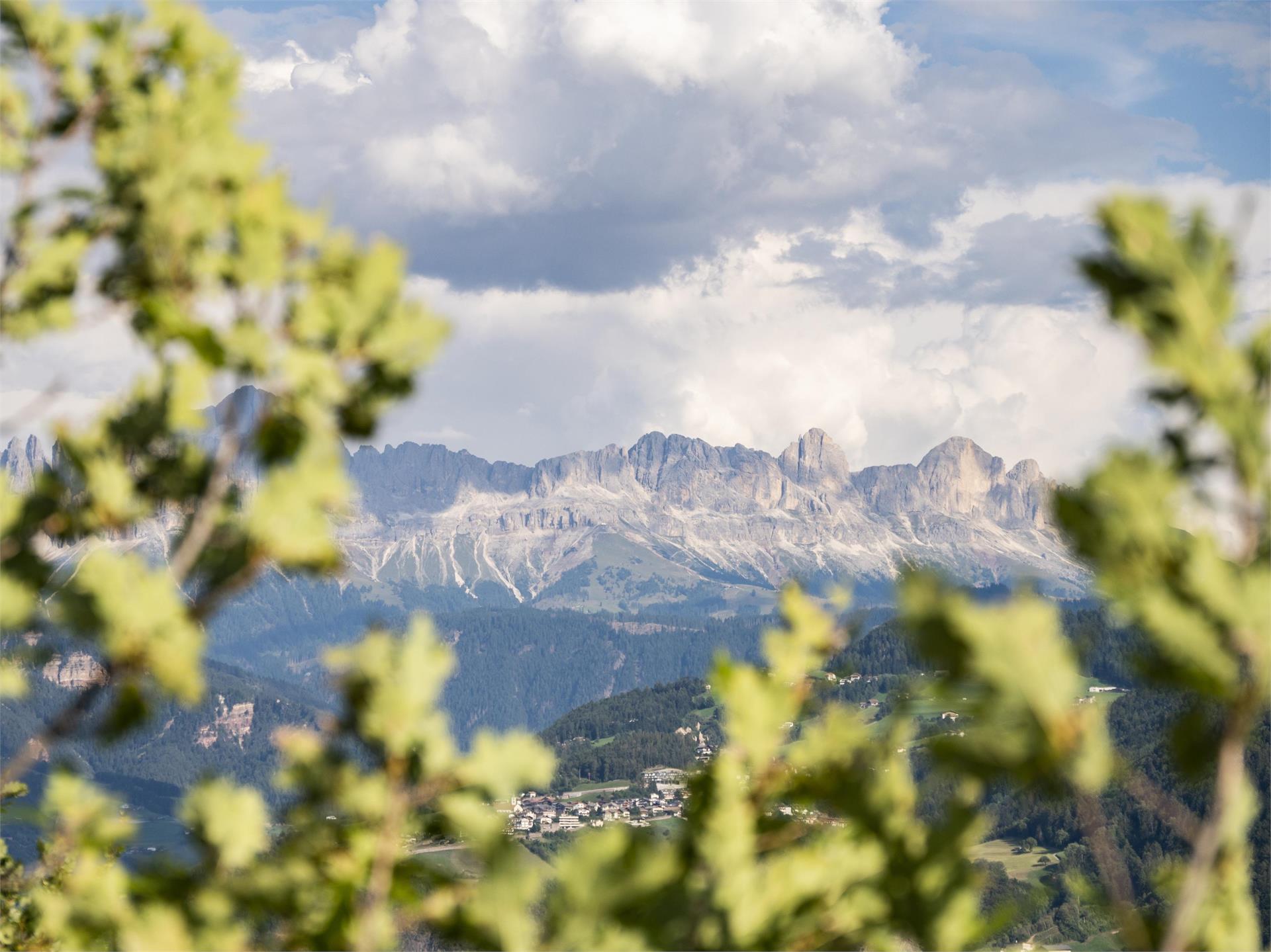Weinwanderweg Rebe Ritten 2 suedtirol.info