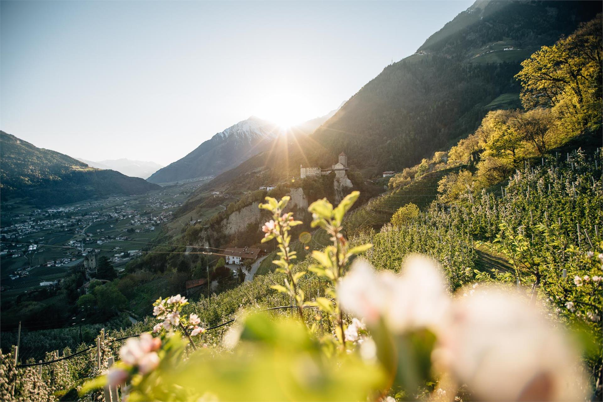 Wanderung entlang des Apfelweges Tirol 3 suedtirol.info