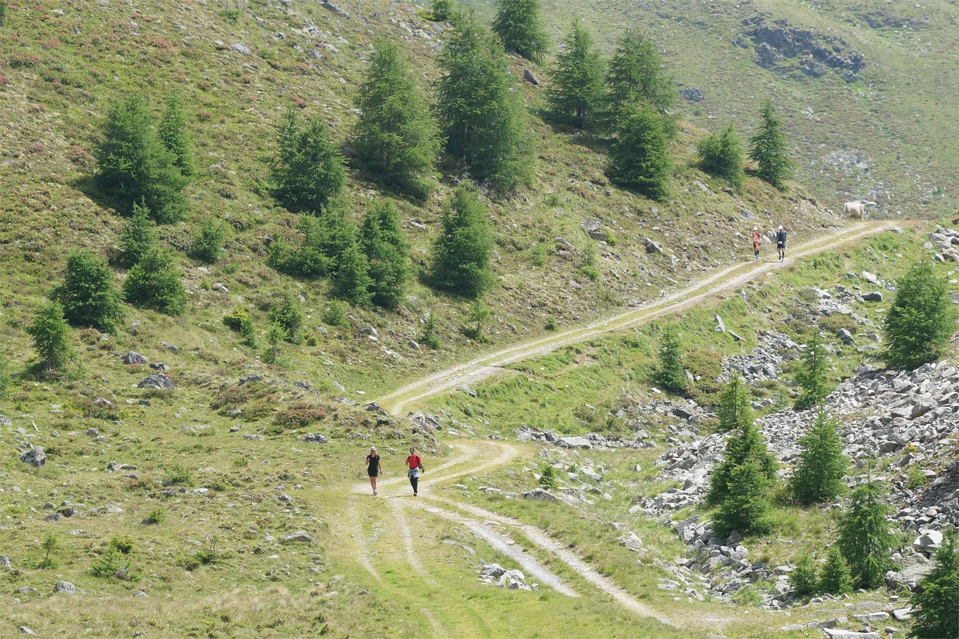 Weisskugeltrail Graun im Vinschgau/Curon Venosta 1 suedtirol.info