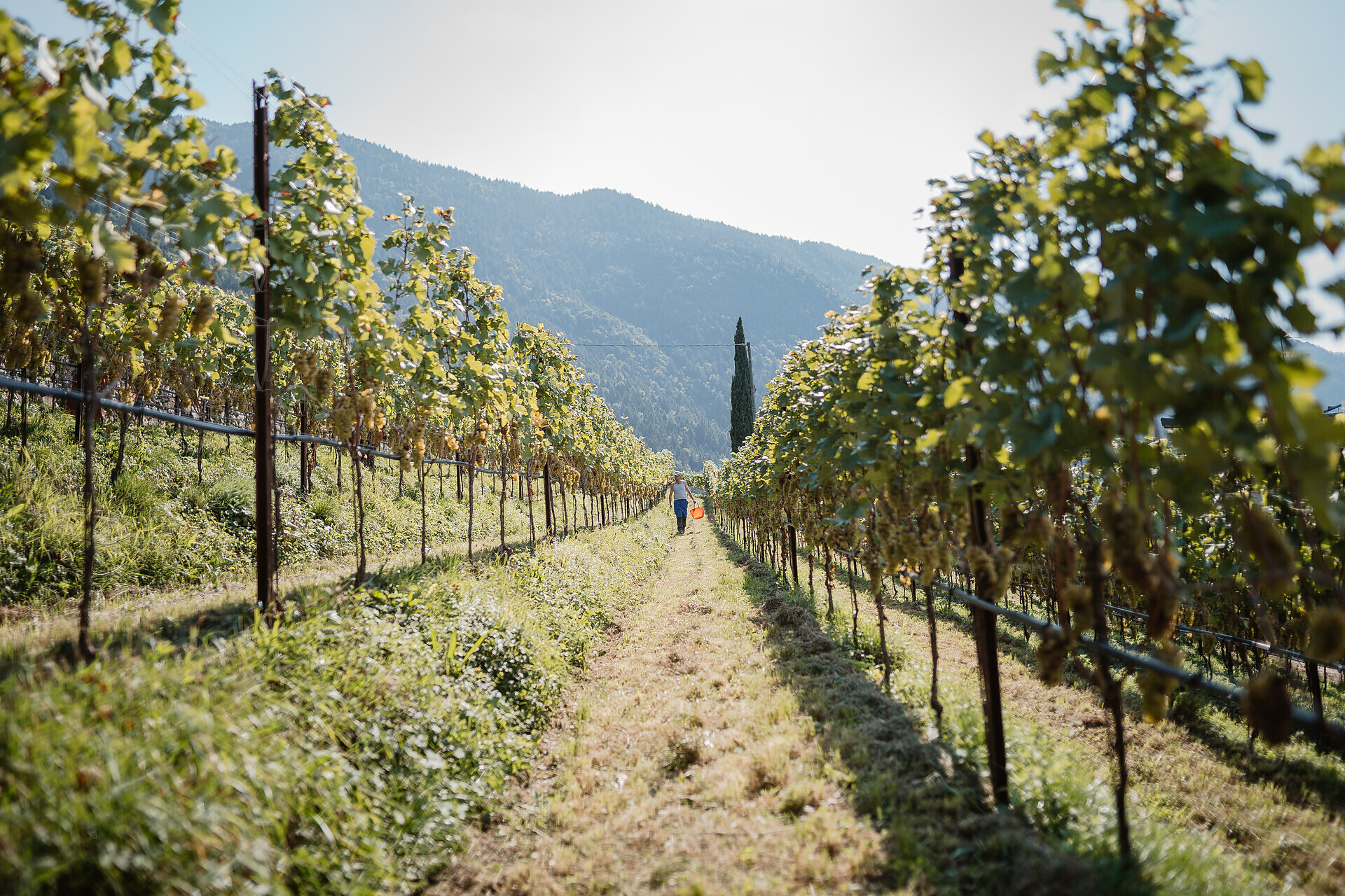 Weinradroute Mitte, Wein & Rad: Weißburgunder und Kalterersee Kaltern an der Weinstraße 2 suedtirol.info