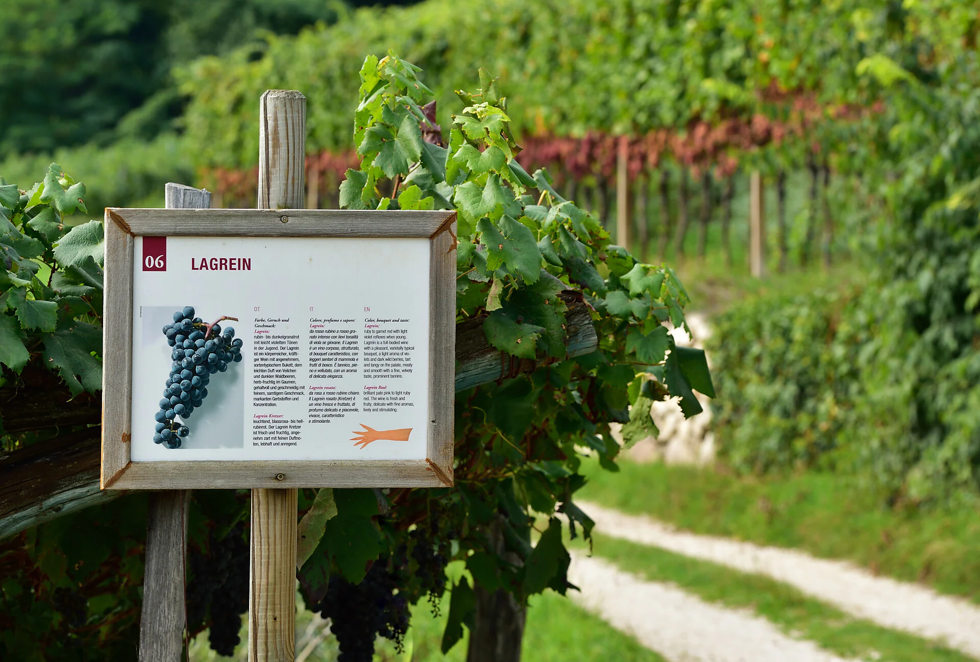 Weinlehrpfad Kurtatsch Margreid Kurtinig Kurtatsch an der Weinstraße 4 suedtirol.info