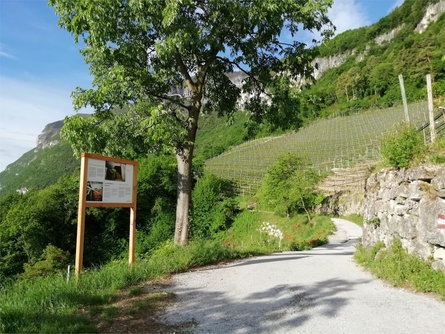 Informative wine trail Cortaccia Magrè Cortina Kurtatsch an der Weinstraße/Cortaccia sulla Strada del Vino 2 suedtirol.info