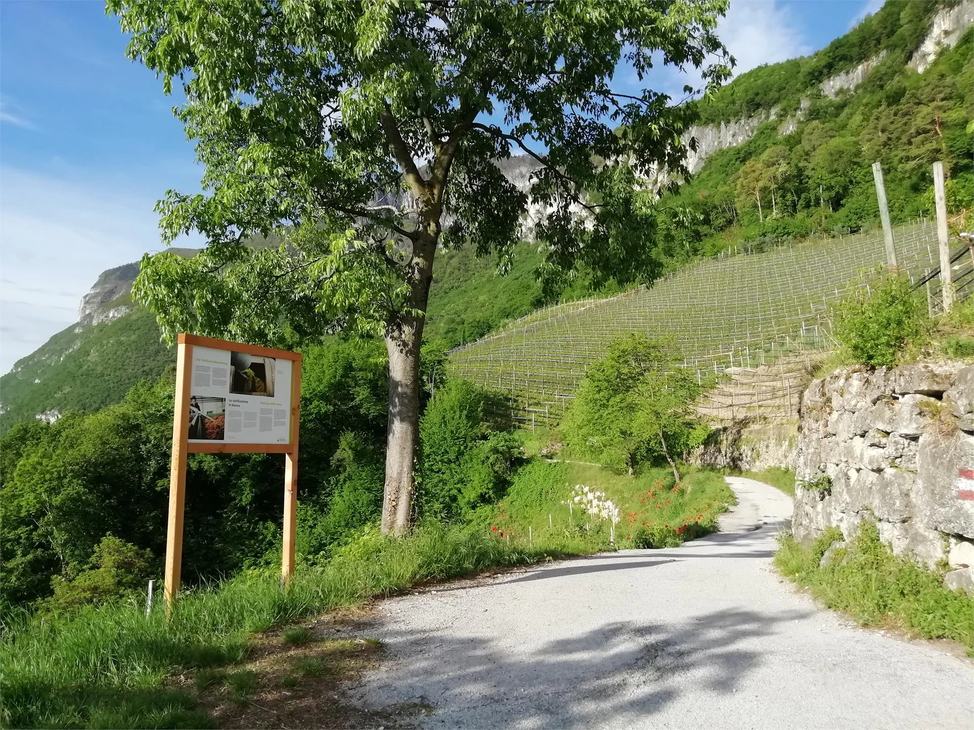 Sentiero didattico enologico di Cortaccia Magrè Cortina Cortaccia sulla Strada del Vino 2 suedtirol.info