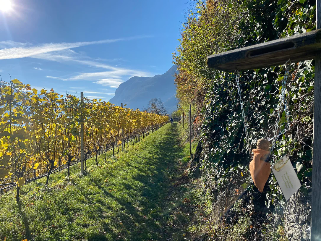 Informative wine trail Cortaccia Magrè Cortina