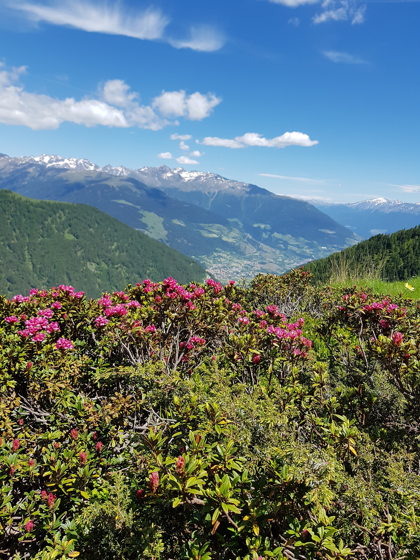 Hike to Kälberalm - Vinschgau/Val Venosta - #1 - suedtirol.info