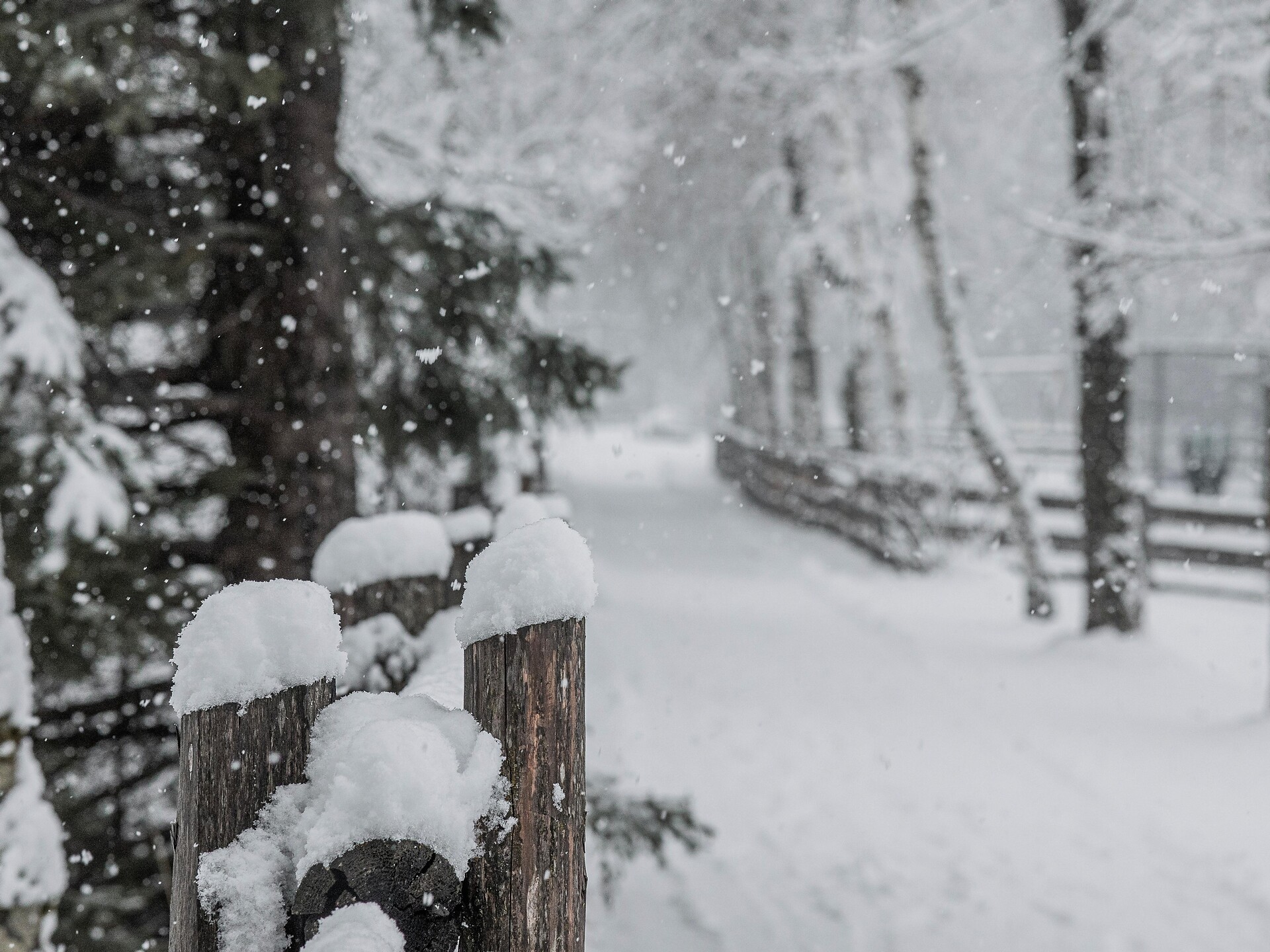 Escursione invernale nel bosco Neumannwaldile - Valle Aurina - #1 - suedtirol.info