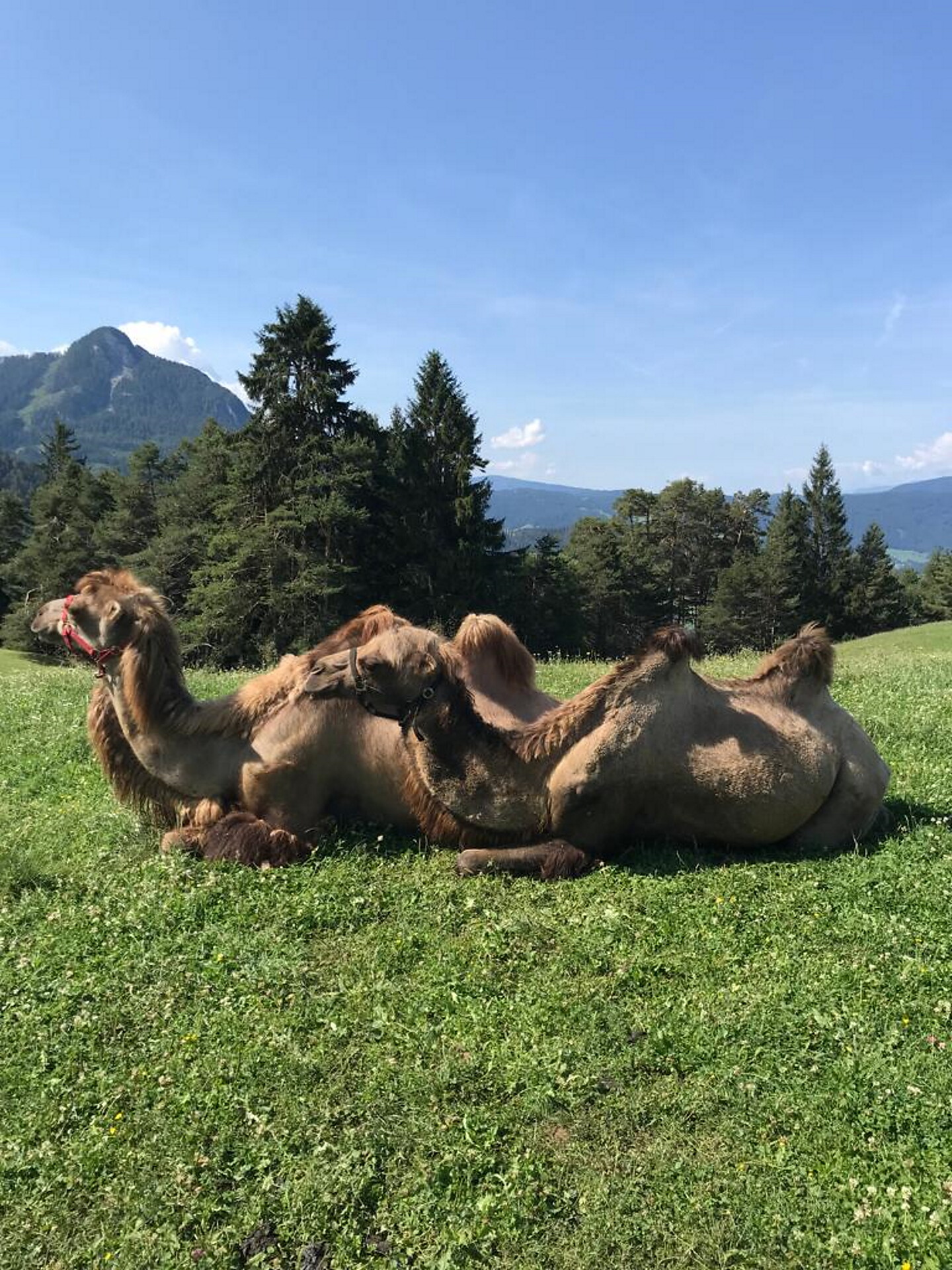 Tuffalm
