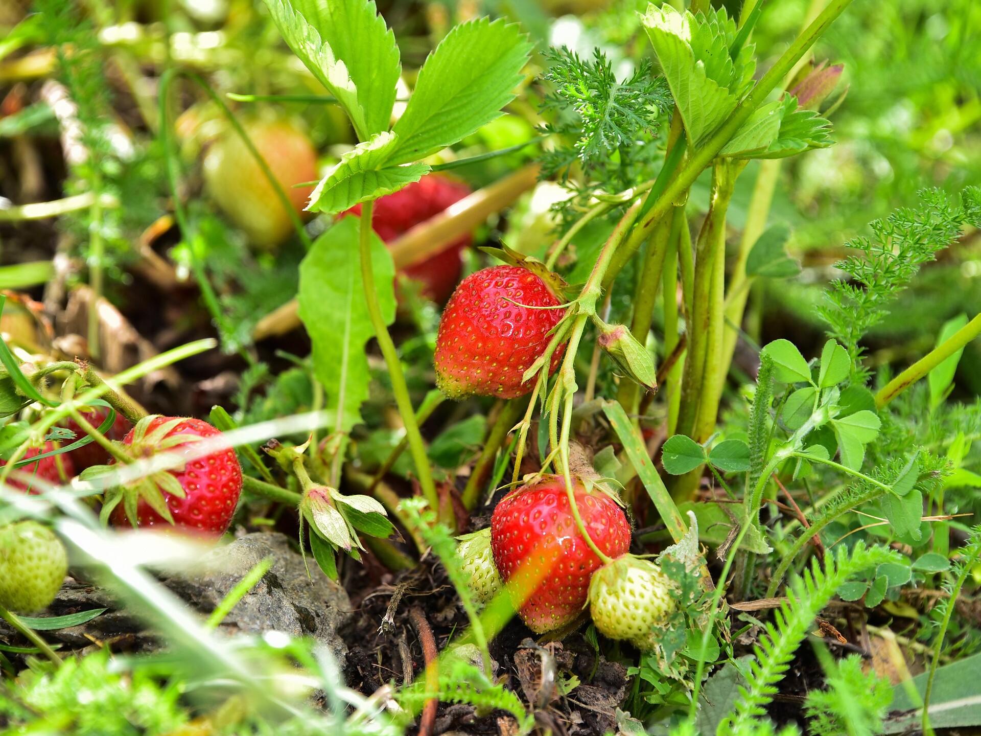 Berry