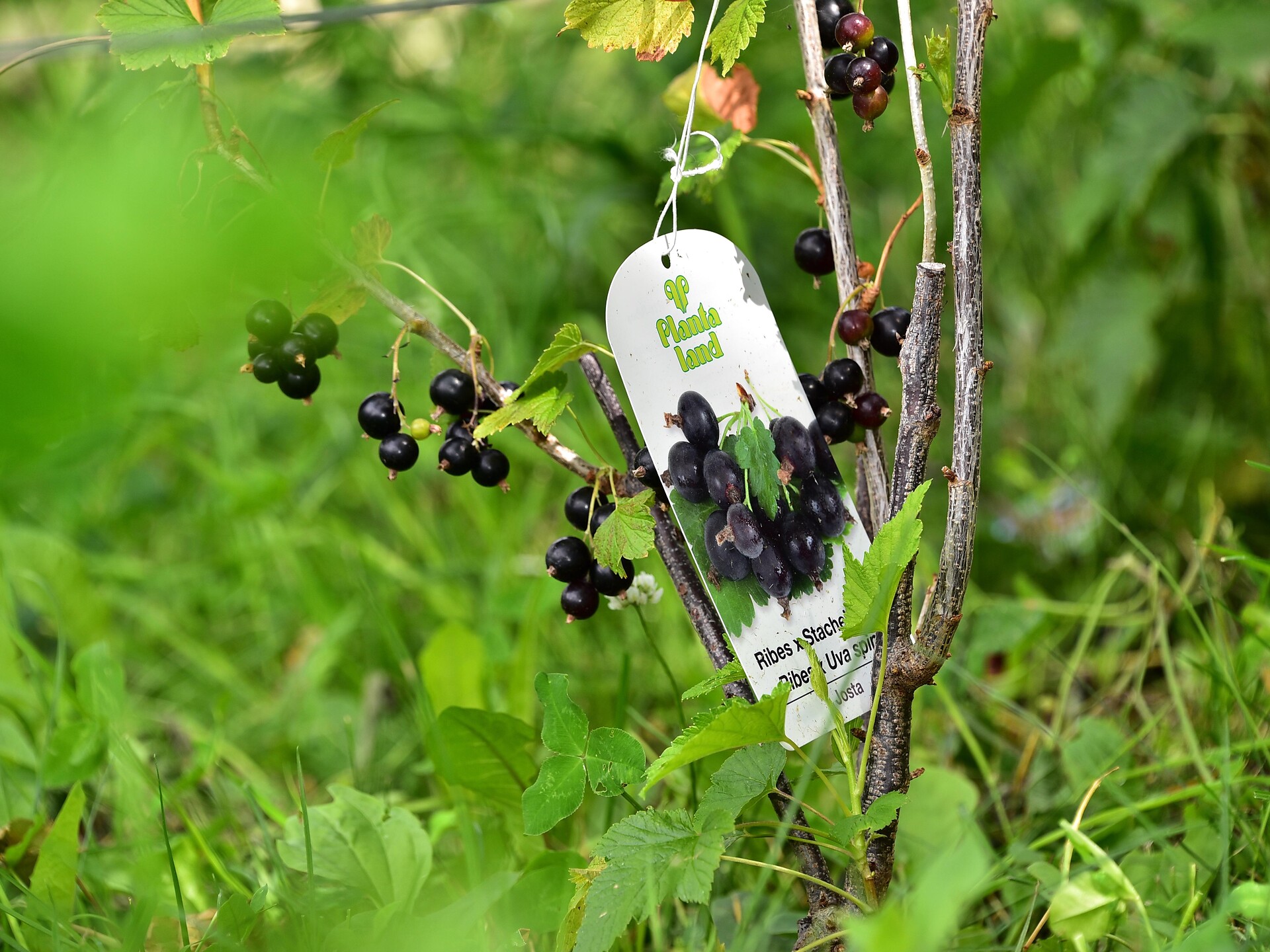Berry