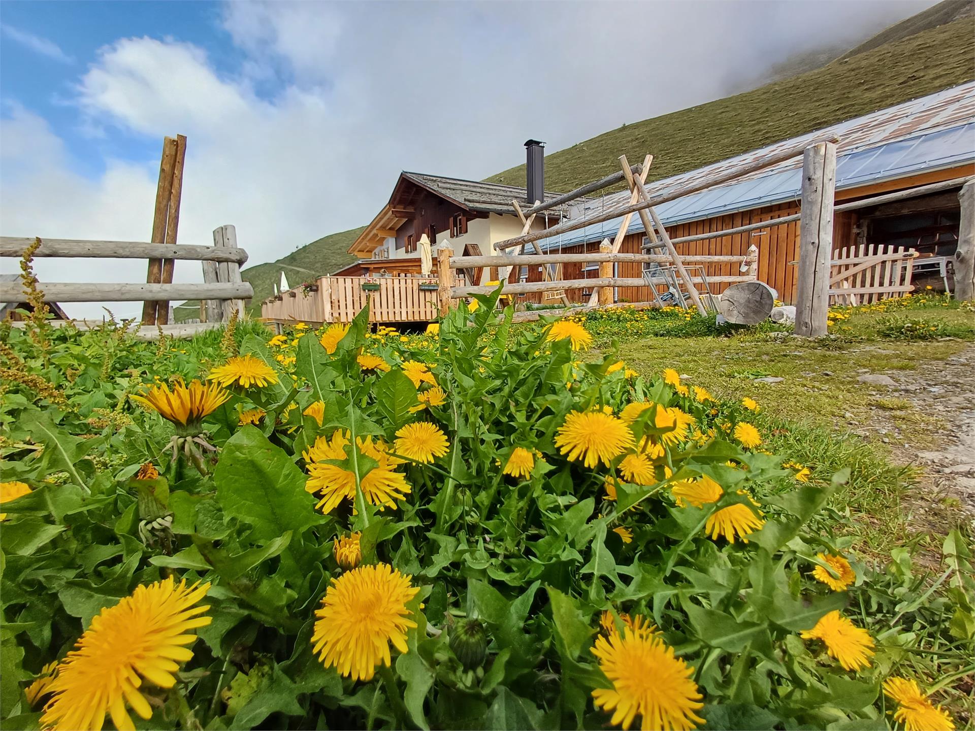 Planeiler Alm Alpine Pasture Mals/Malles 2 suedtirol.info