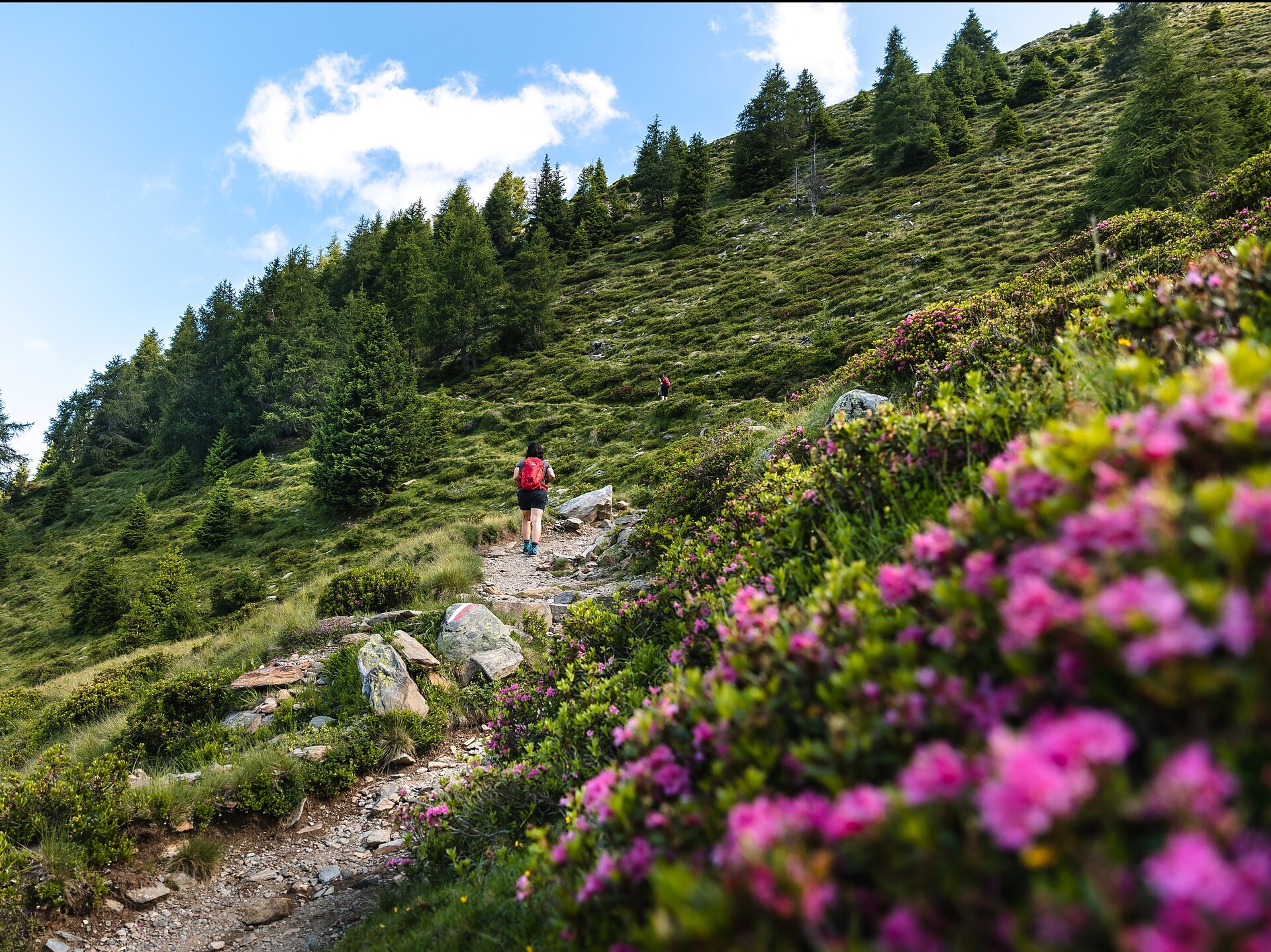 To the inns on the Tallner Alm