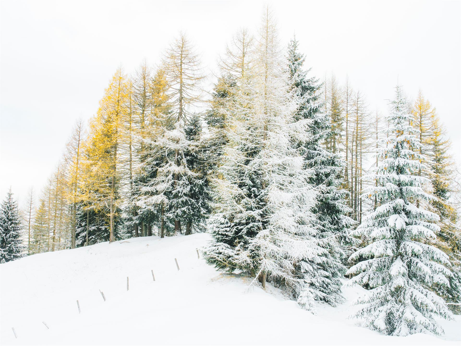 Winterwanderung von Welschnofen zum Schillerhof Welschnofen 3 suedtirol.info