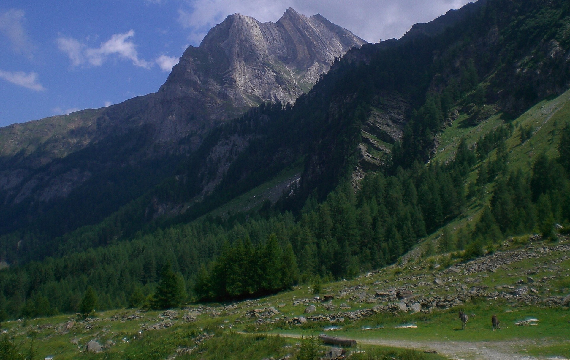 To the Alpine pasture in the Lasa Valley Laas/Lasa 8 suedtirol.info