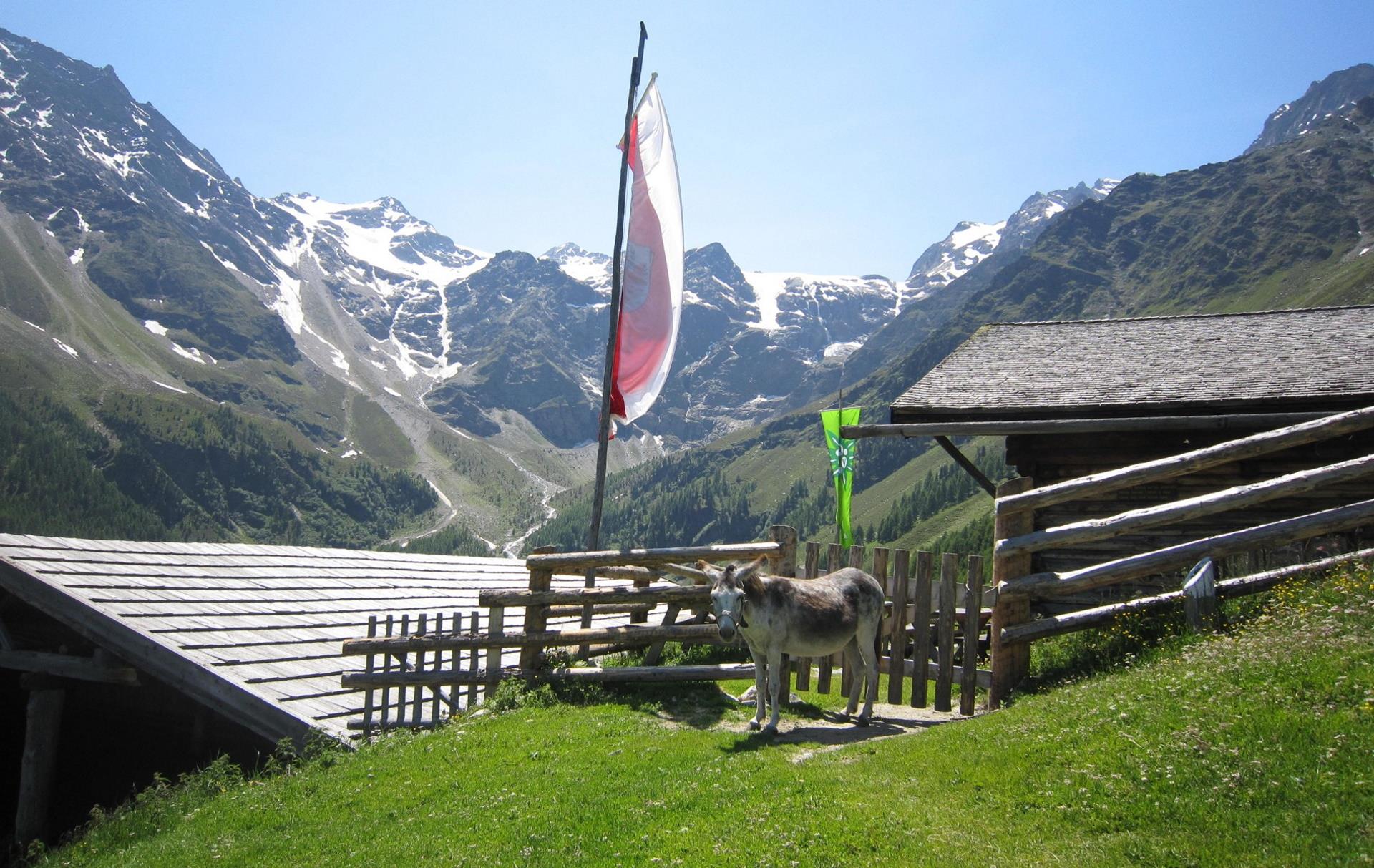 Alle malghe nella Val di Lasa Lasa 2 suedtirol.info