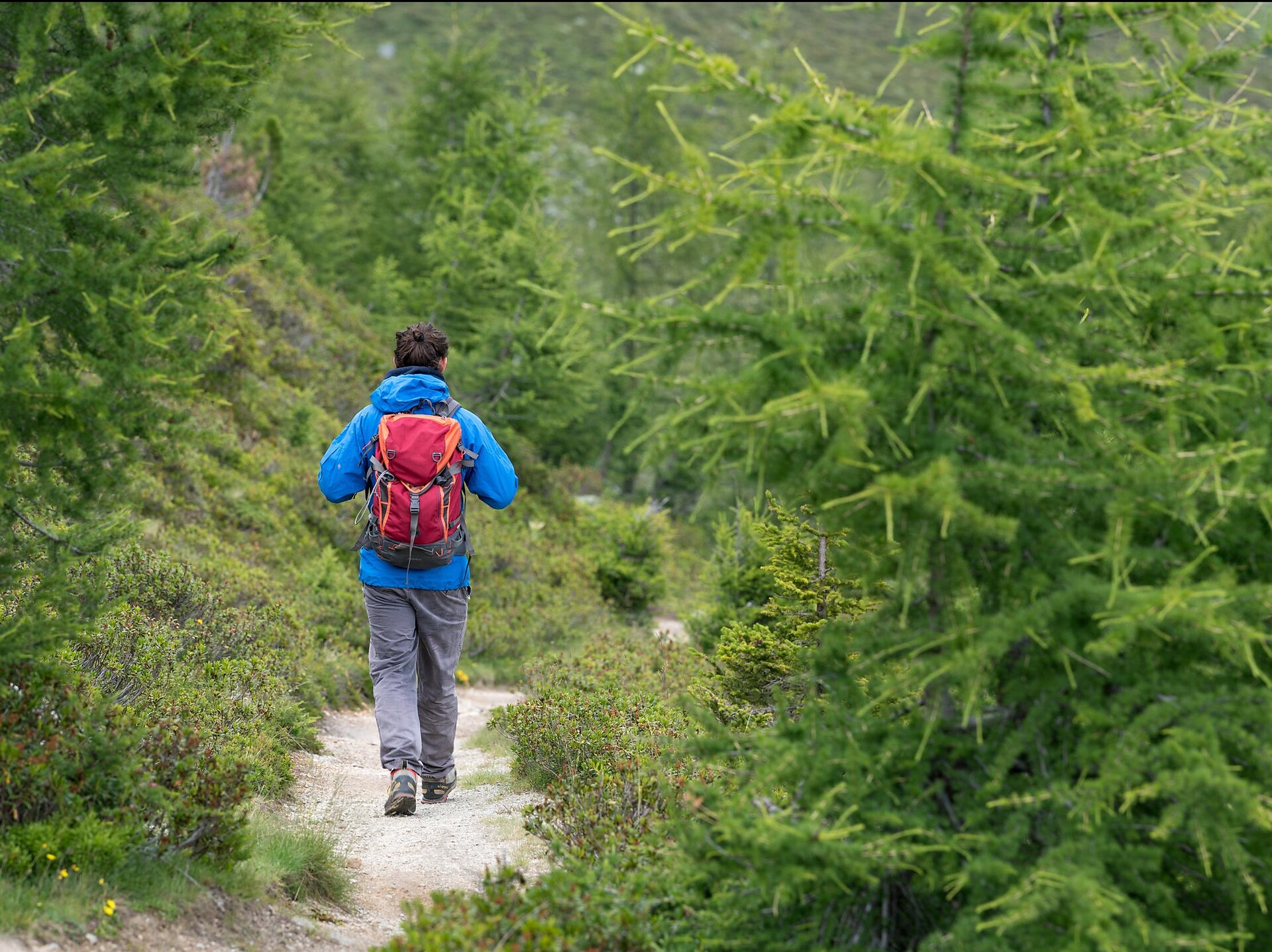 Escursione nel bosco di cembri