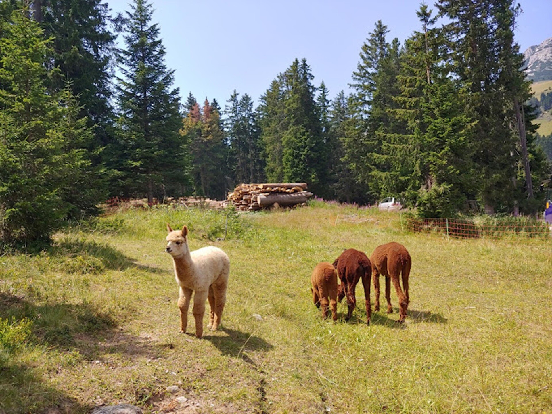 Auerleger -  - #5 - suedtirol.info