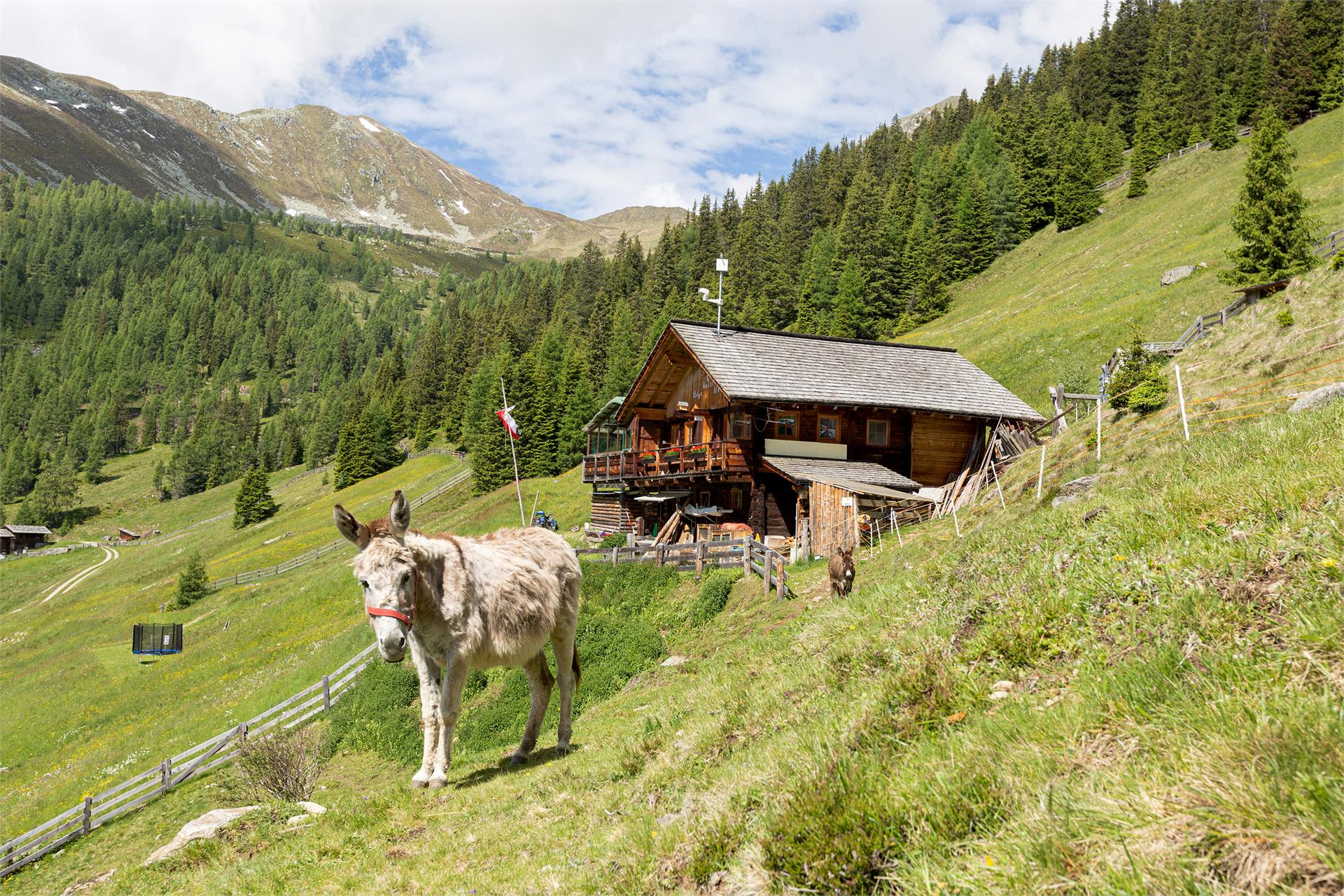 Malga Aschtalm 1950 m Gsies/Valle di Casies 3 suedtirol.info