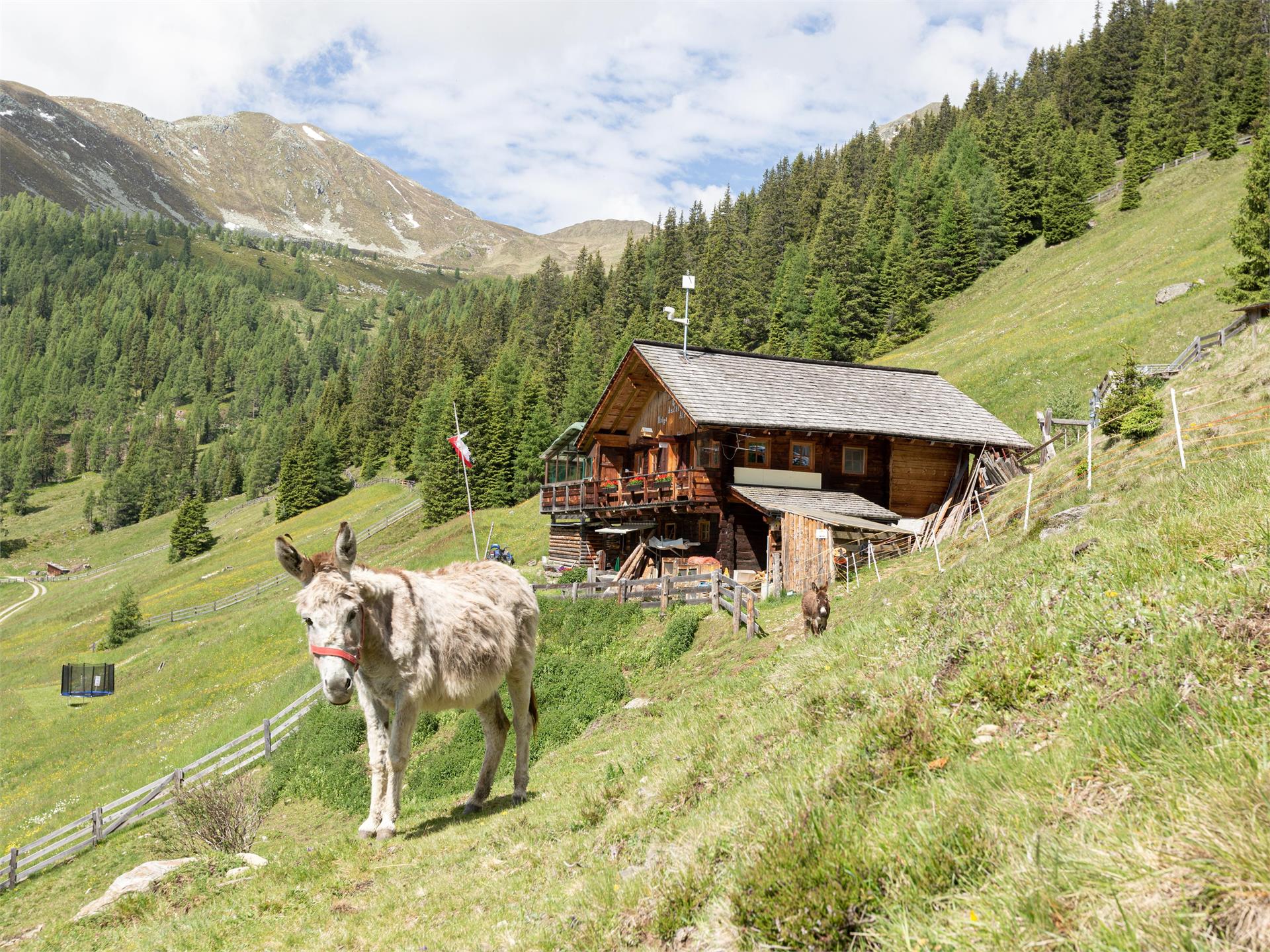 Malga Aschtalm 1950 m Gsies/Valle di Casies 1 suedtirol.info
