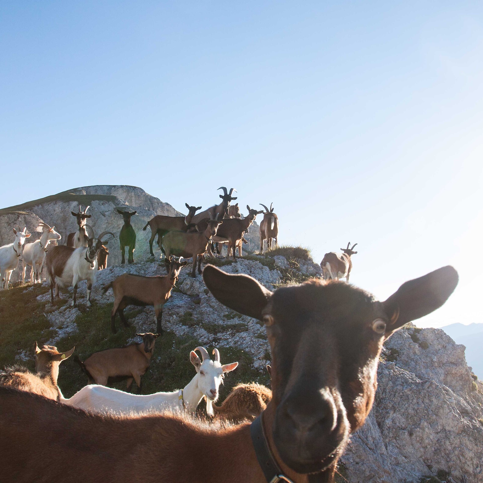 Malga di Fojedöra - Regione dolomitica Plan de Corones - #7 - suedtirol.info