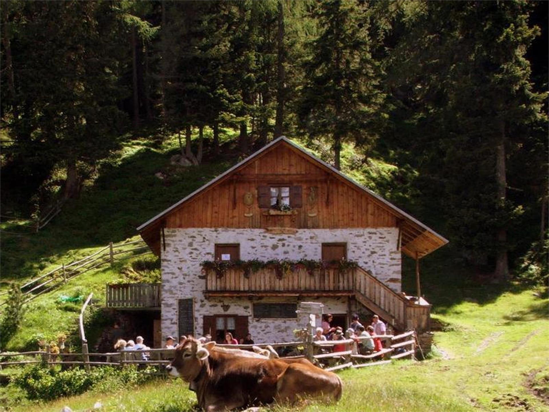 Alt Alm/Tomberger Alm Kastelbell-Tschars 1 suedtirol.info