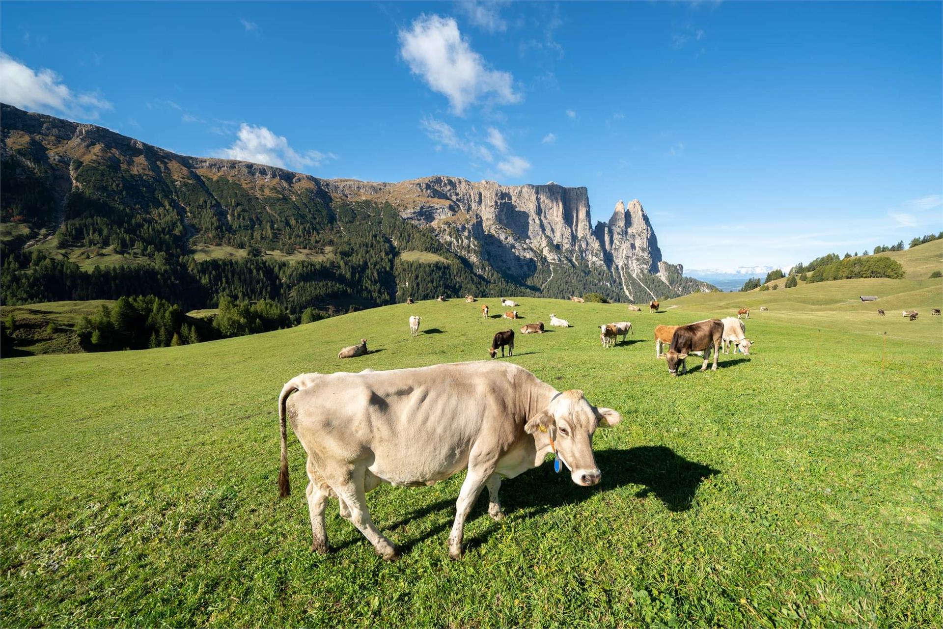 Malga Gstatsch Castelrotto 17 suedtirol.info