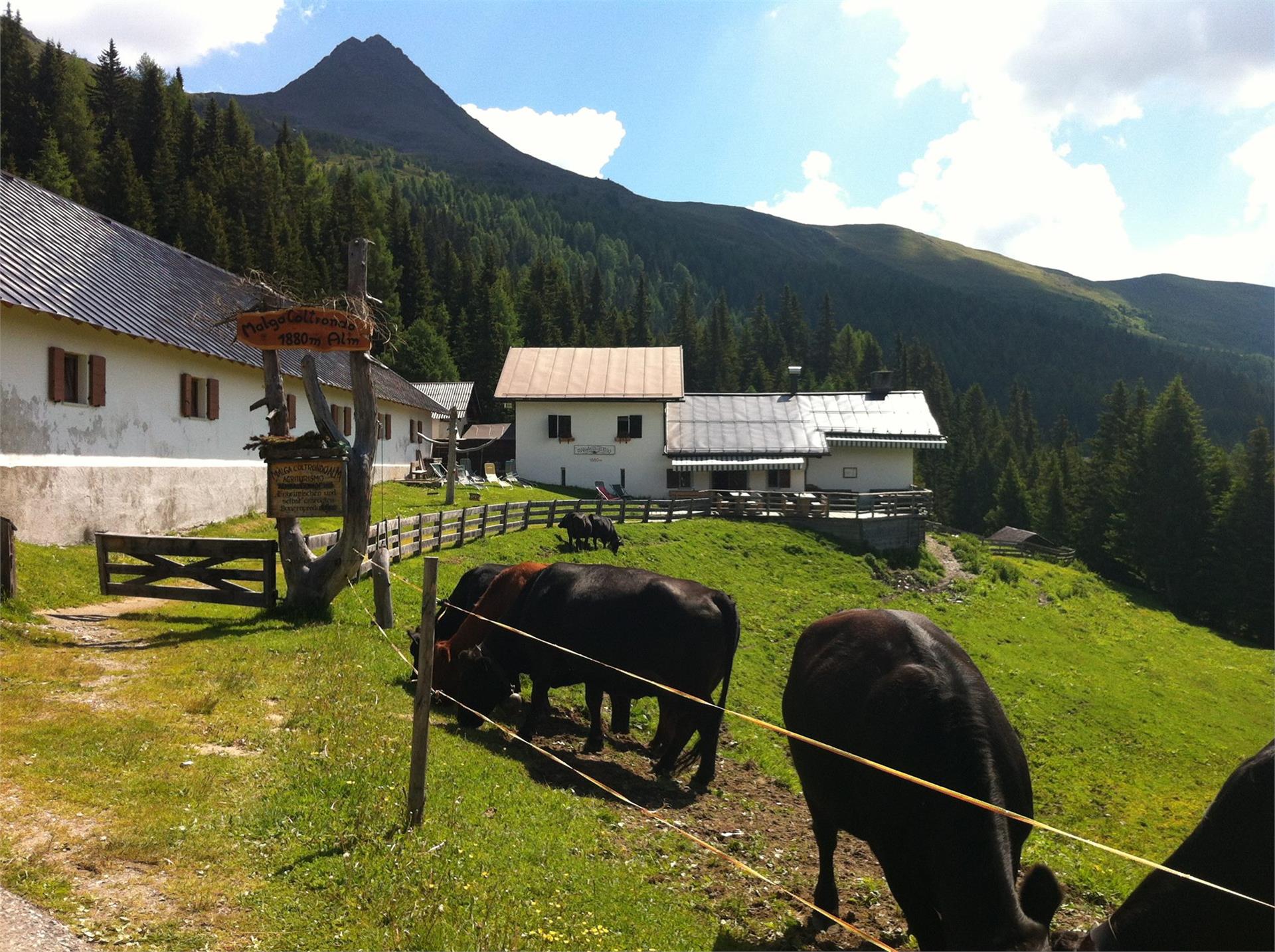 Azienda Agriturismo Coltrondo Sesto 1 suedtirol.info
