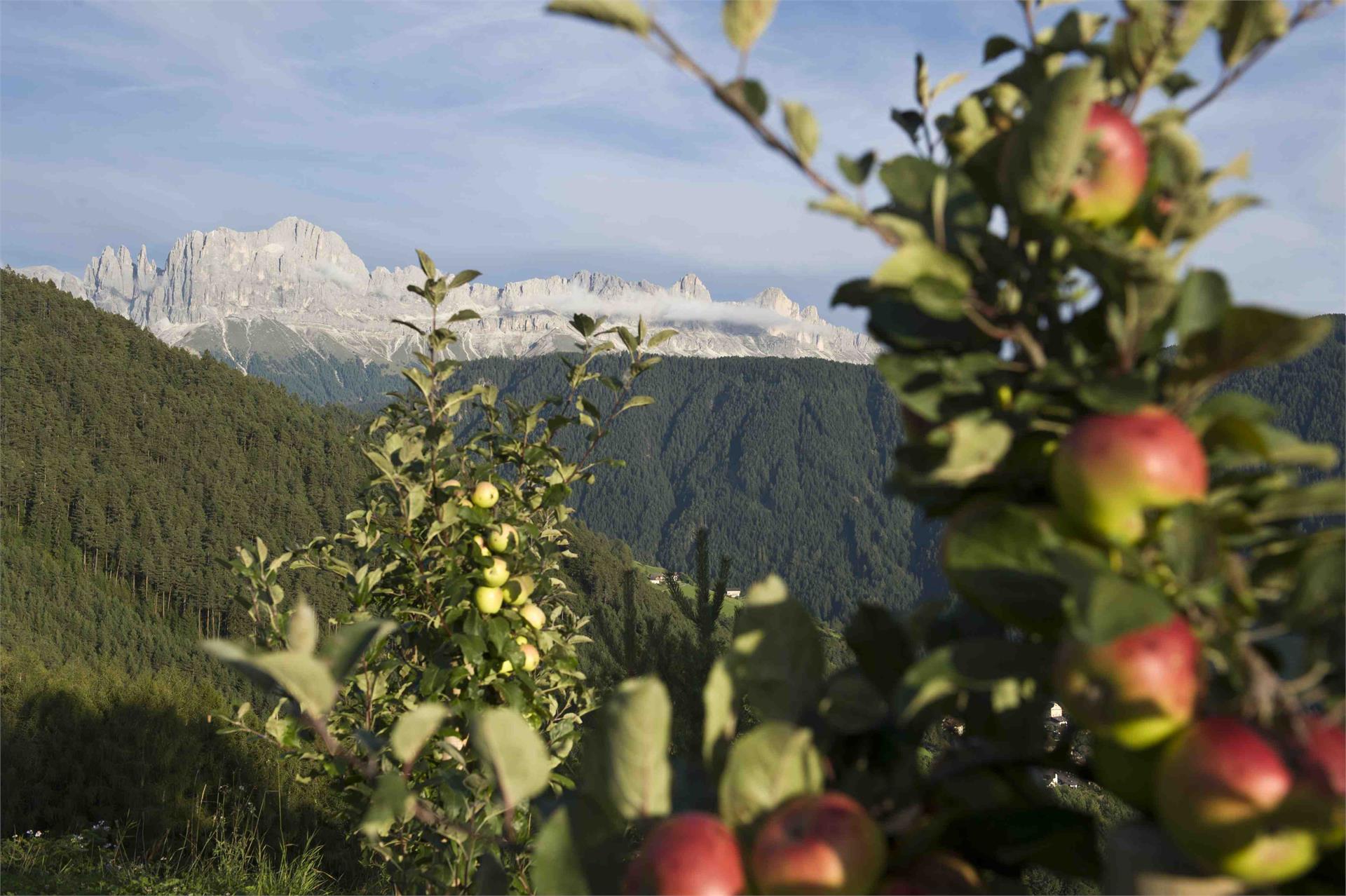 Ansitz Velseck Tiers am Rosengarten/Tires al Catinaccio 10 suedtirol.info