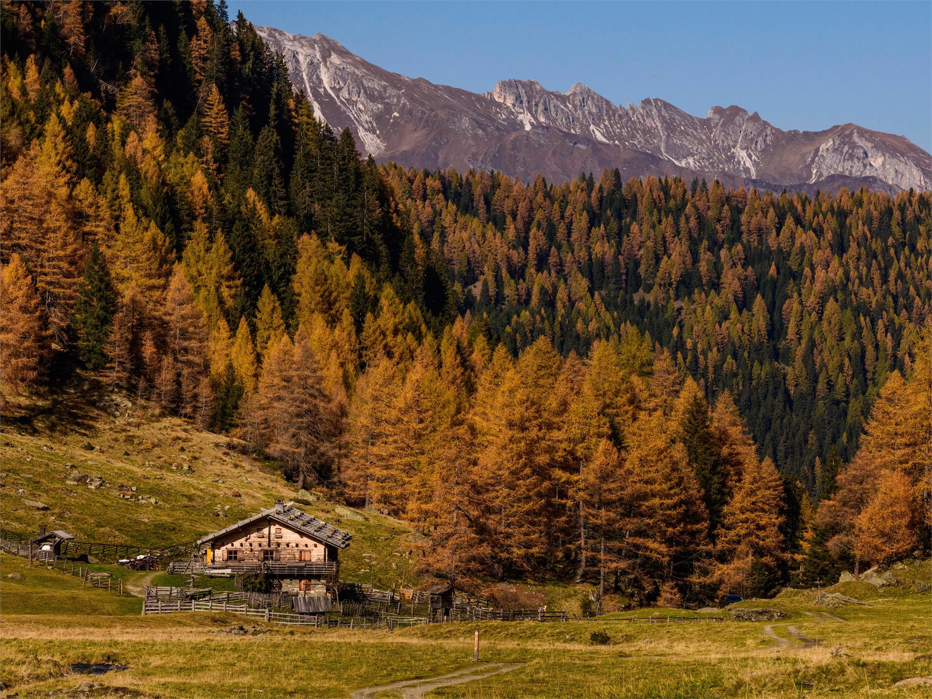 Bergalm Ratschings 2 suedtirol.info