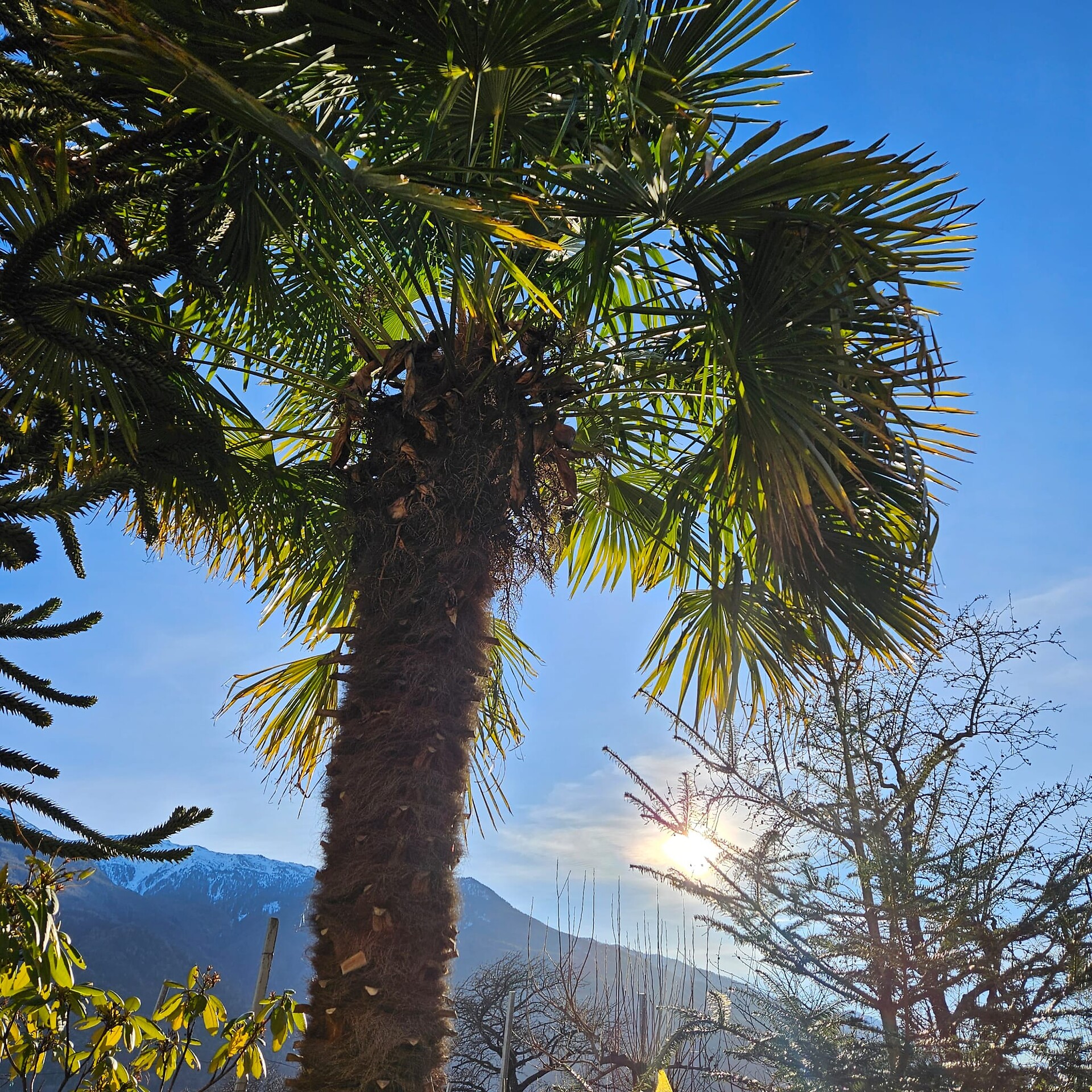 vista