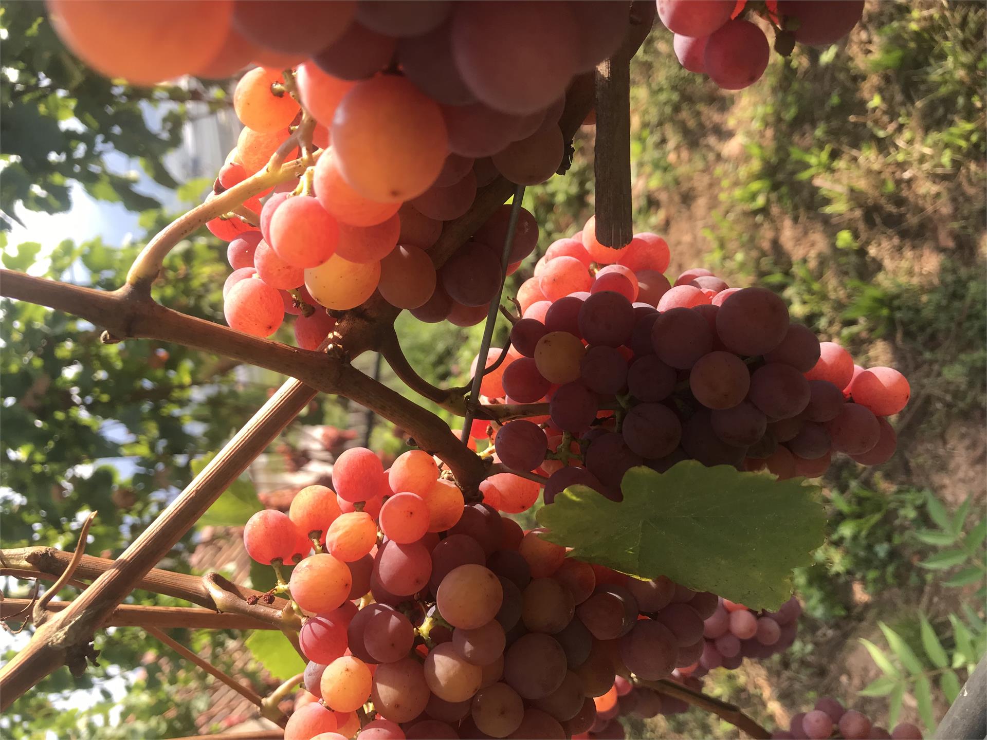 Locale tipico agrituristico Gamper Termeno sulla Strada del Vino 5 suedtirol.info