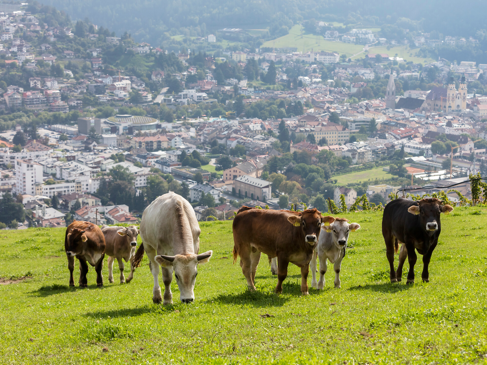 mother cow husbandry