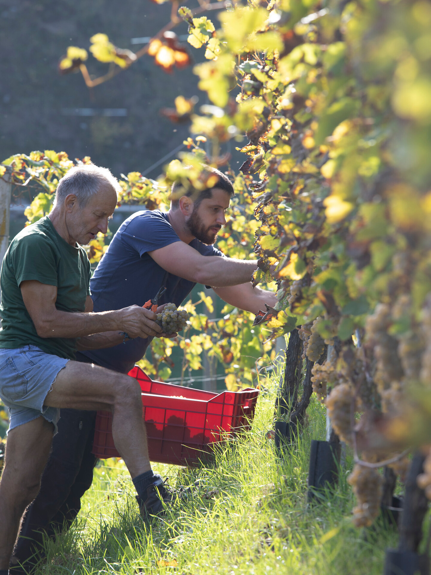 grape harvest