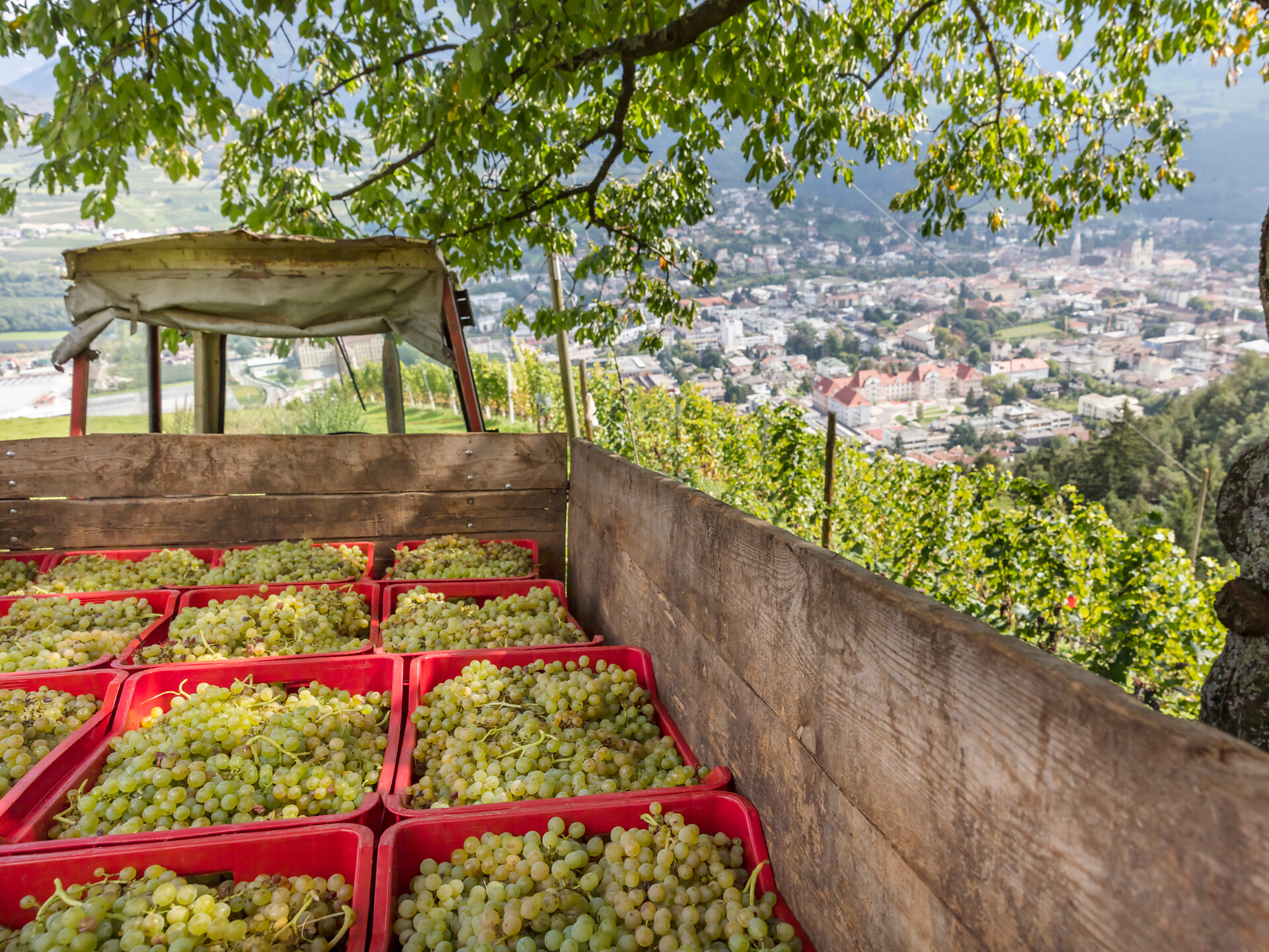 grape harvest