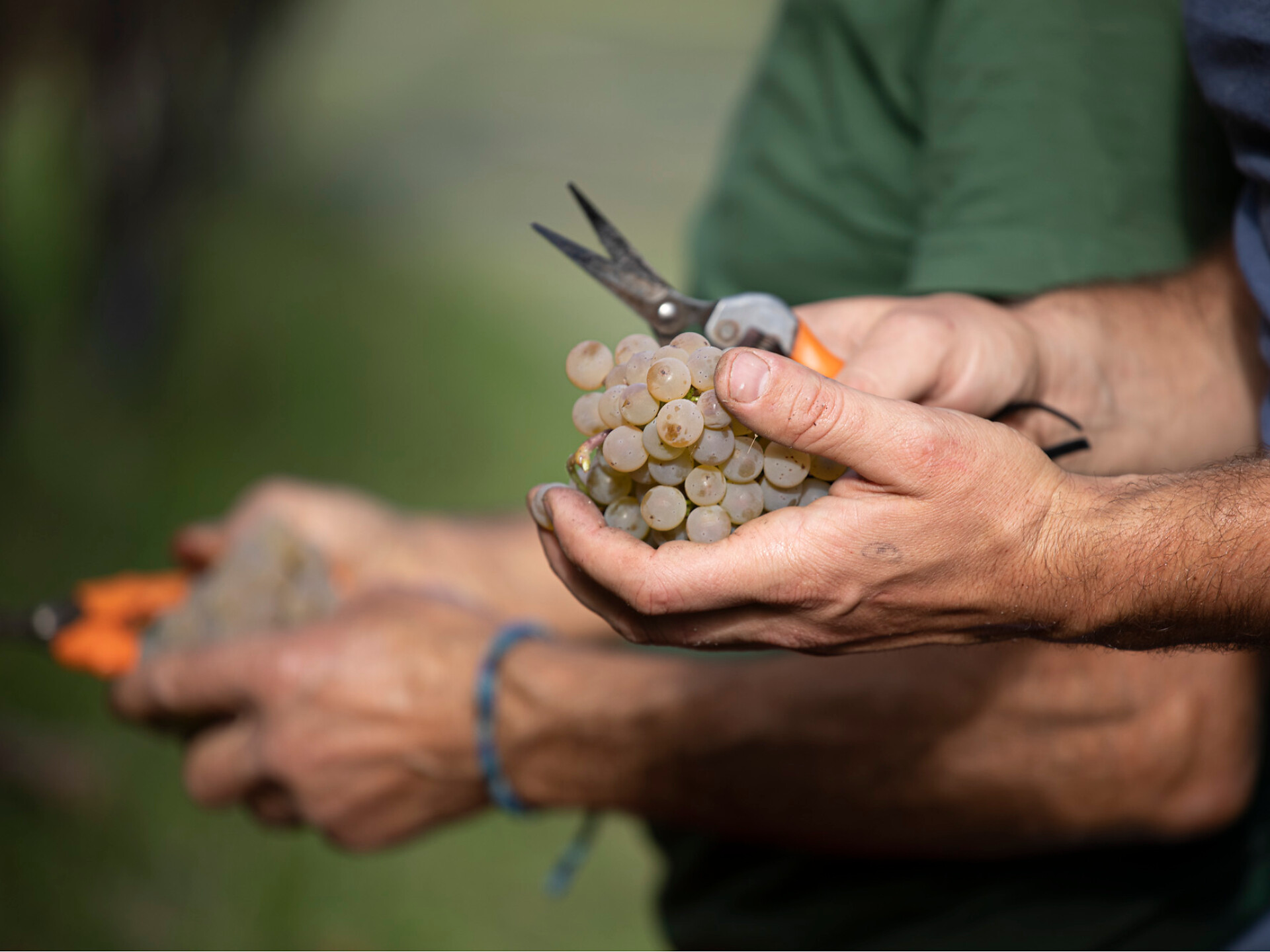 grape harvest