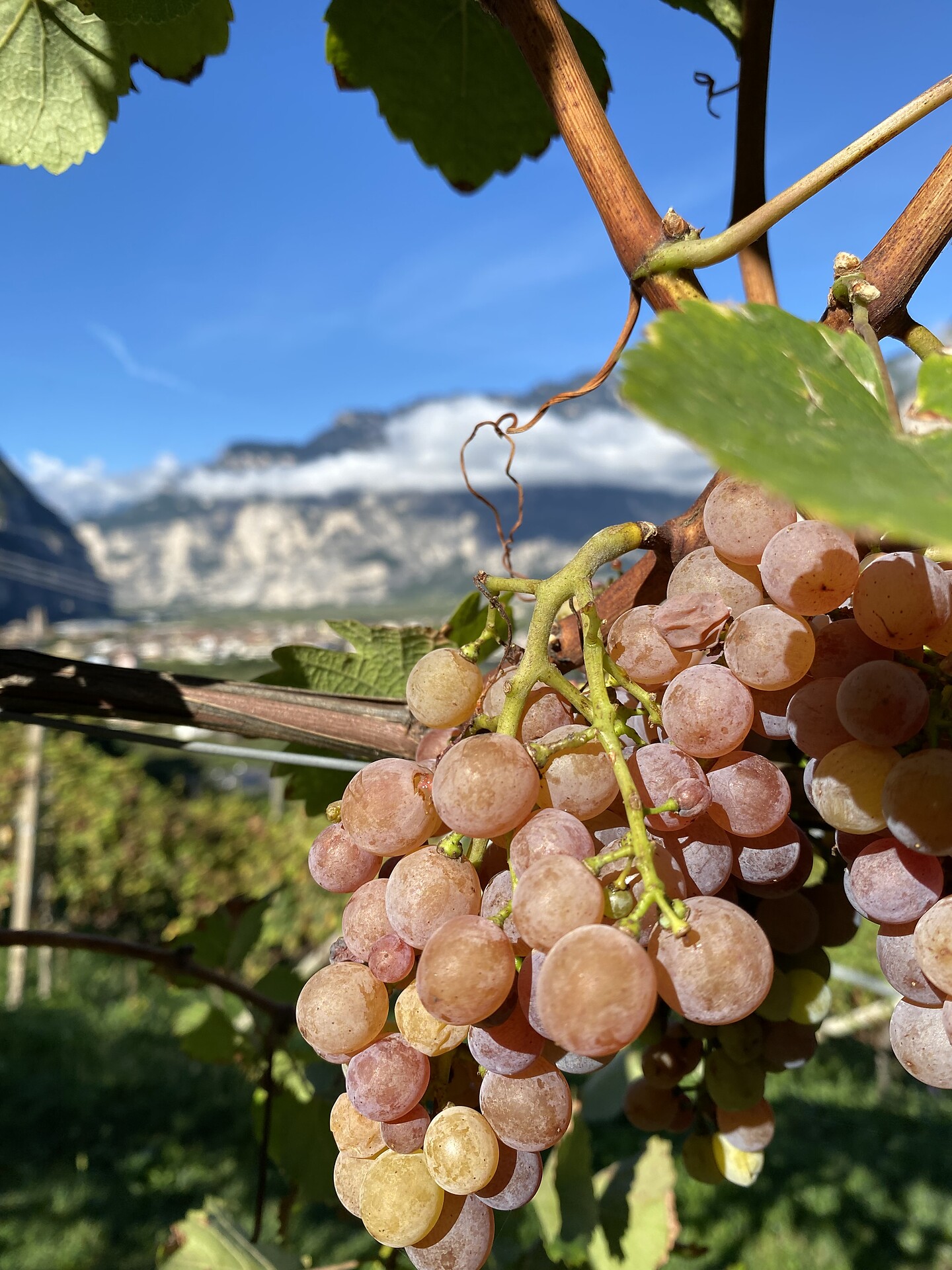 Bio Buschenschank Dornach - Südtiroler Weinstraße - #5 - suedtirol.info