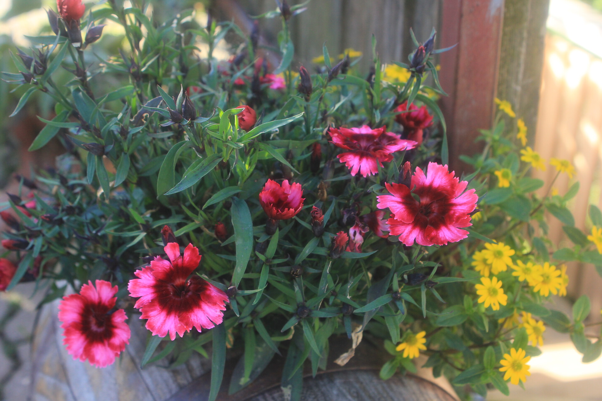 Carnations