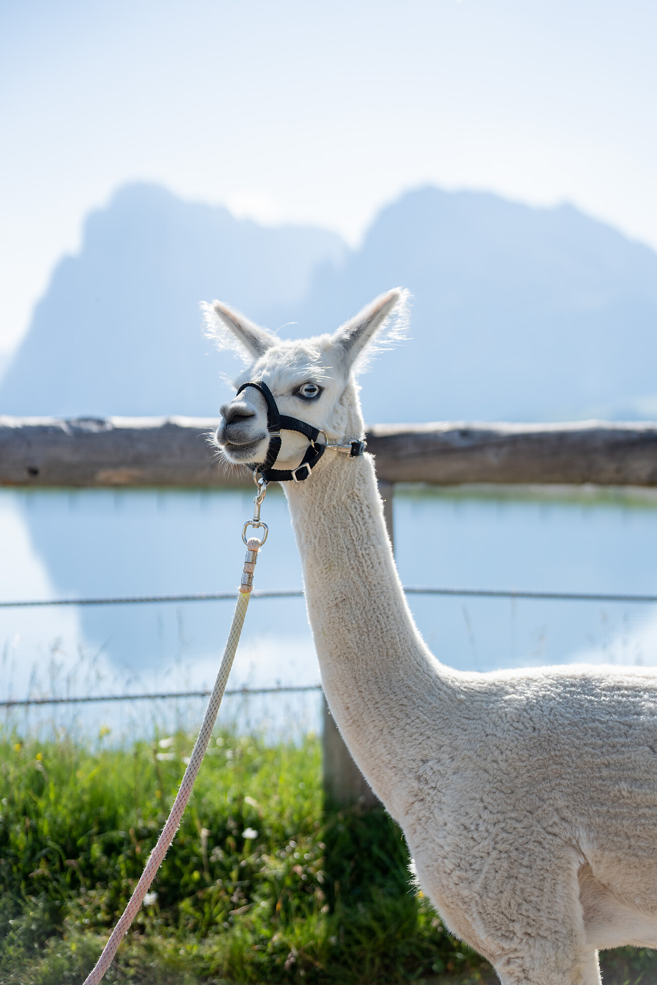 Baita Stella Alpina - Regione dolomitica Alpe di Siusi - #14 - suedtirol.info