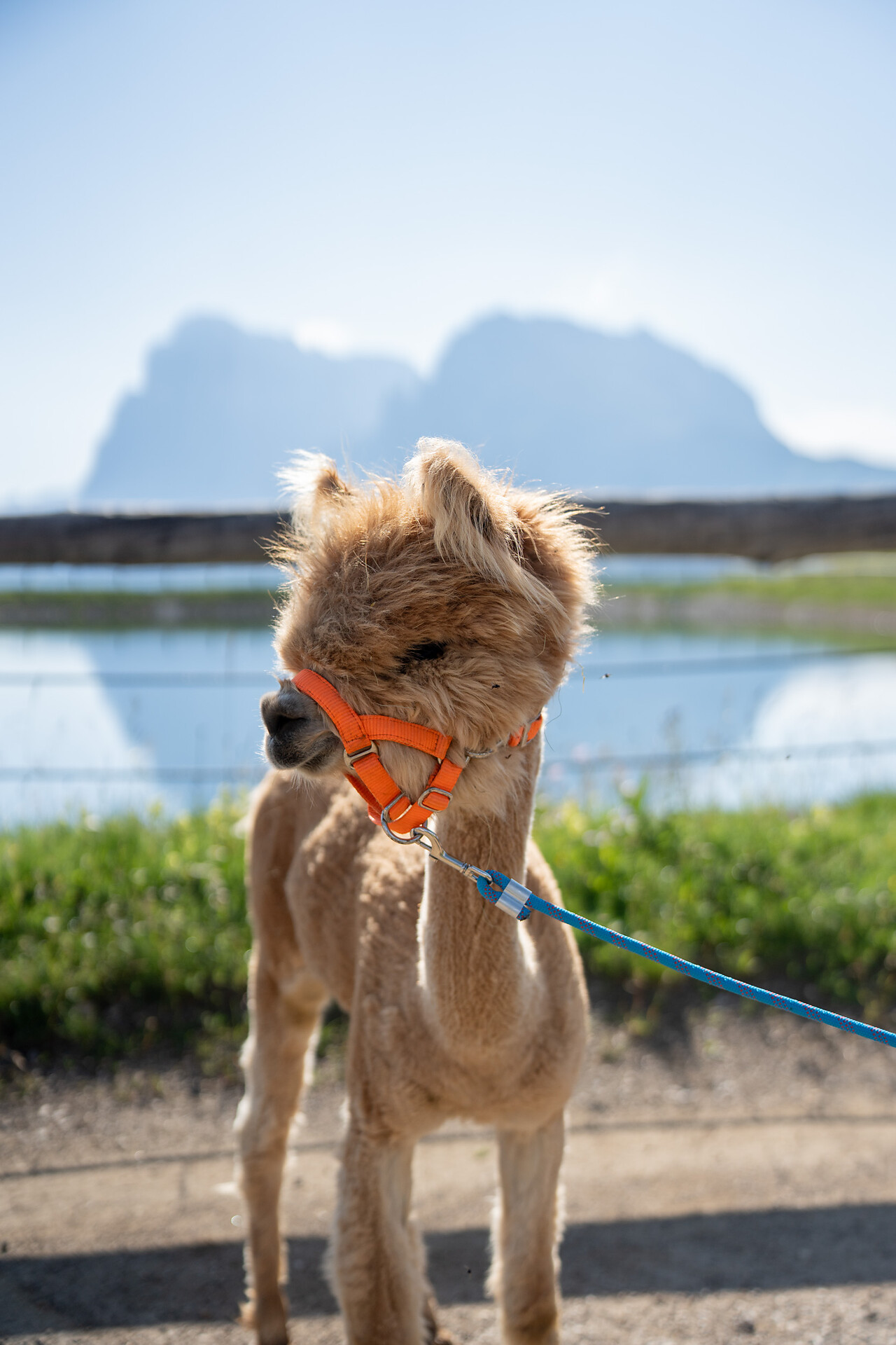 Baita Stella Alpina - Regione dolomitica Alpe di Siusi - #13 - suedtirol.info