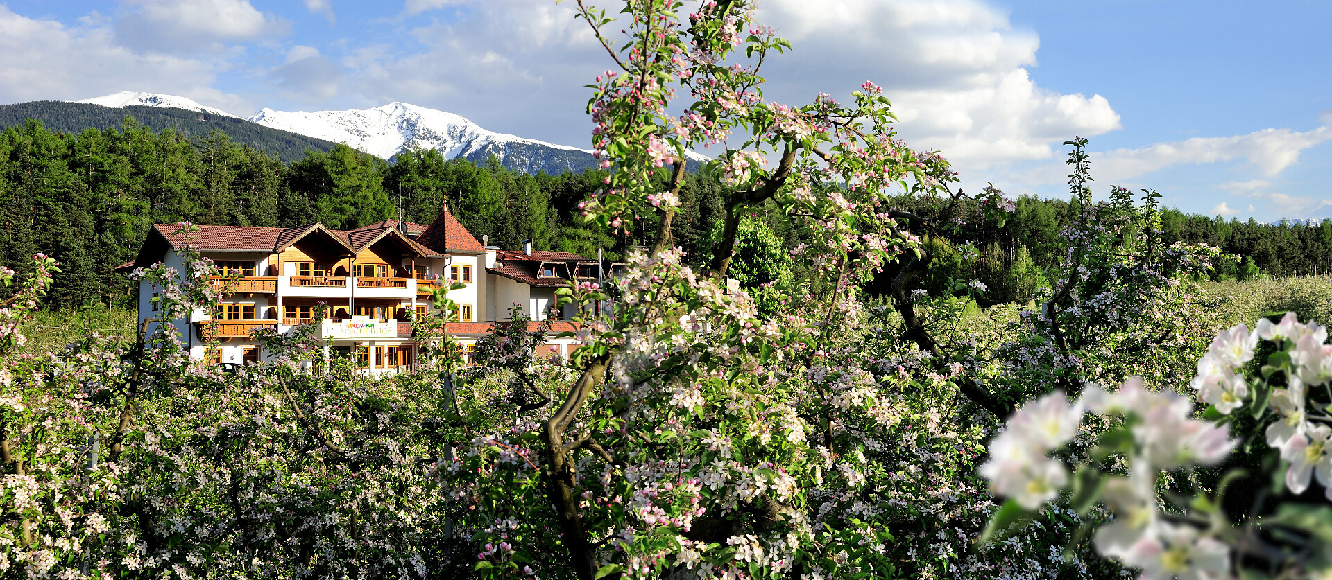 Apple blossom