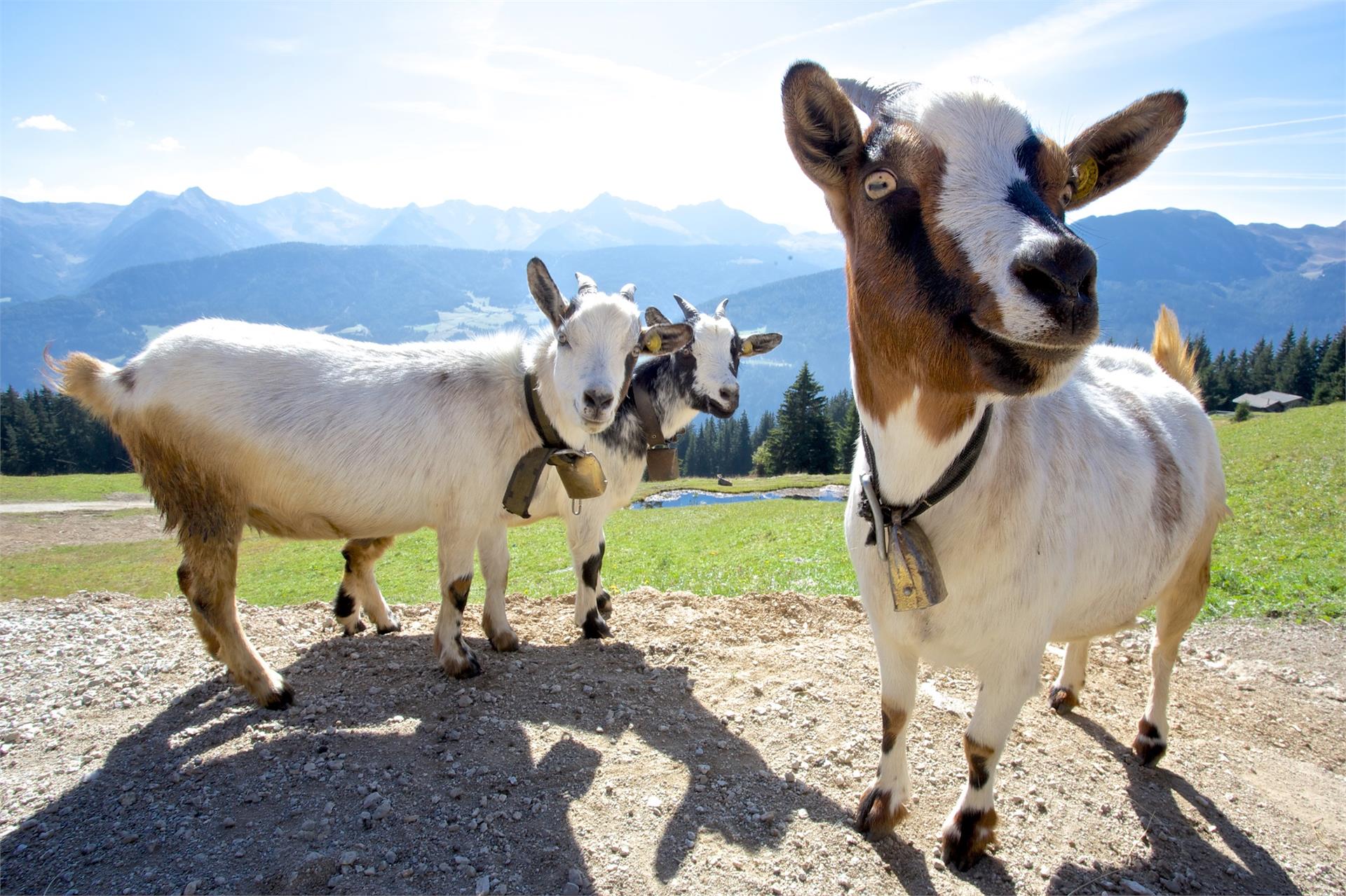 Freundalm Ratschings/Racines 4 suedtirol.info