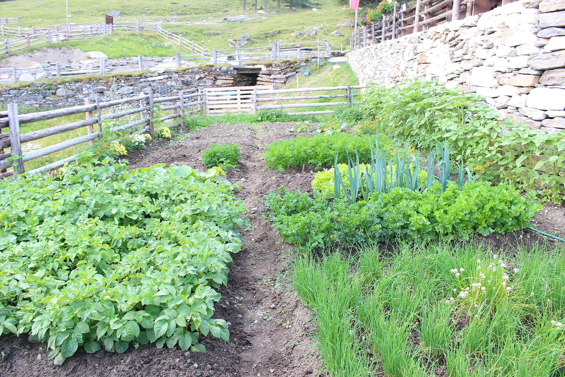 vegetable garden of the Göflaner Alm
