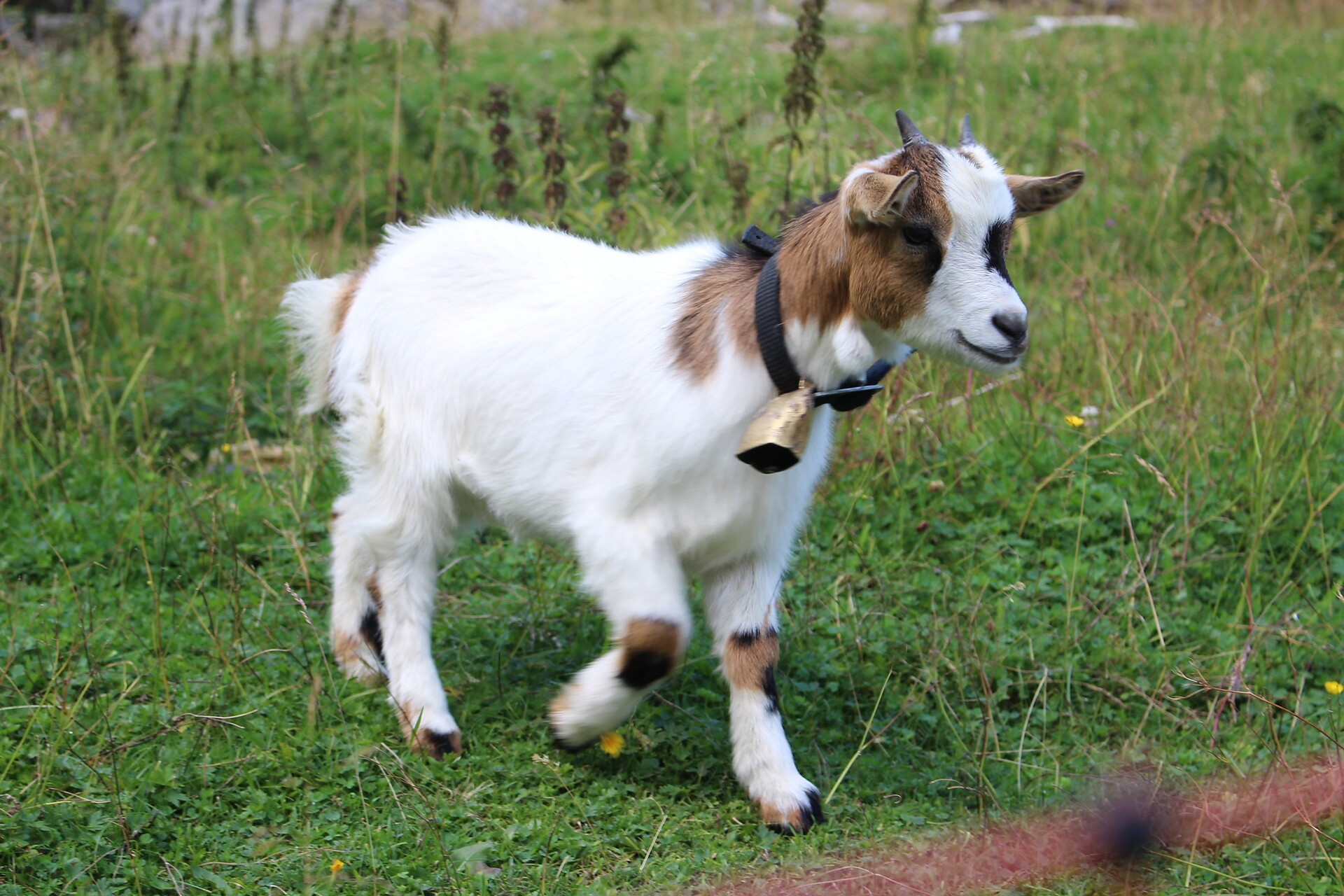 goat at the "Göflaner Alm