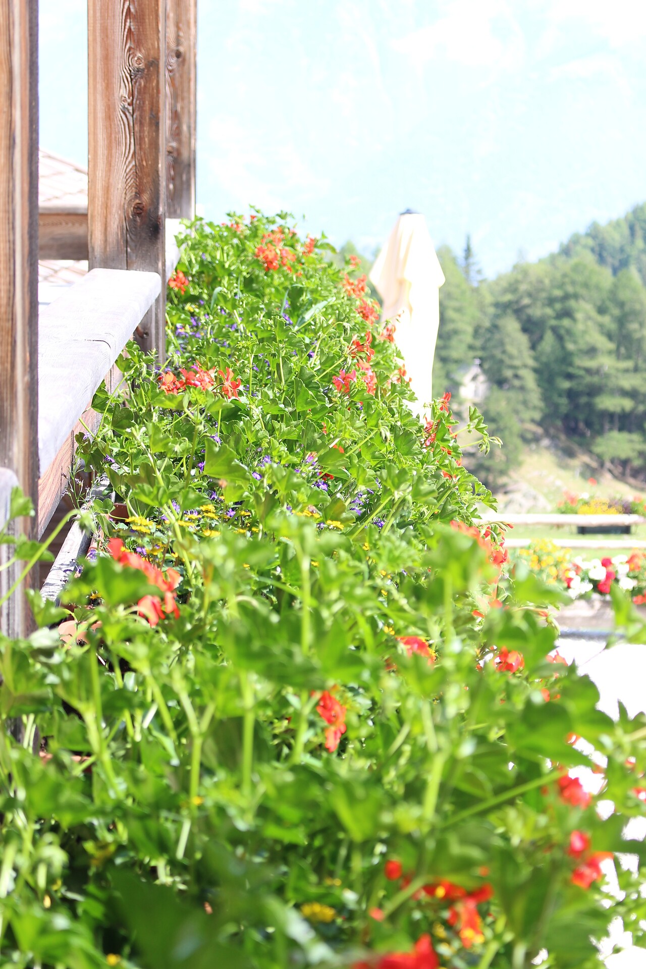 flowers on the "Göflaner Alm"