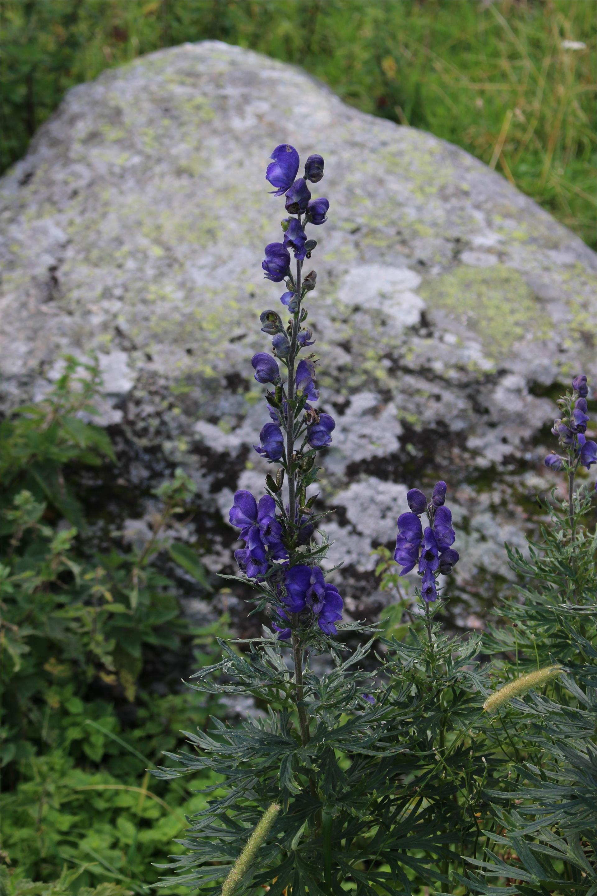 Malga Covelano Silandro 7 suedtirol.info