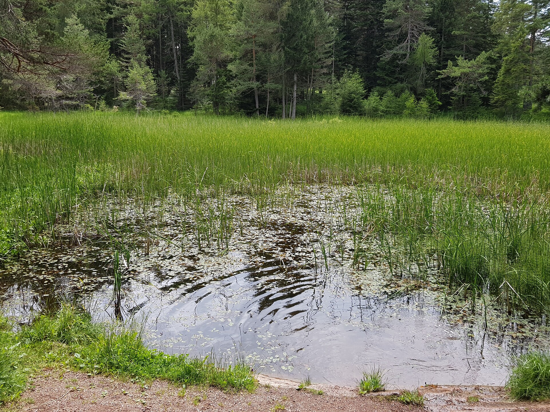 Tschaufer Weiher