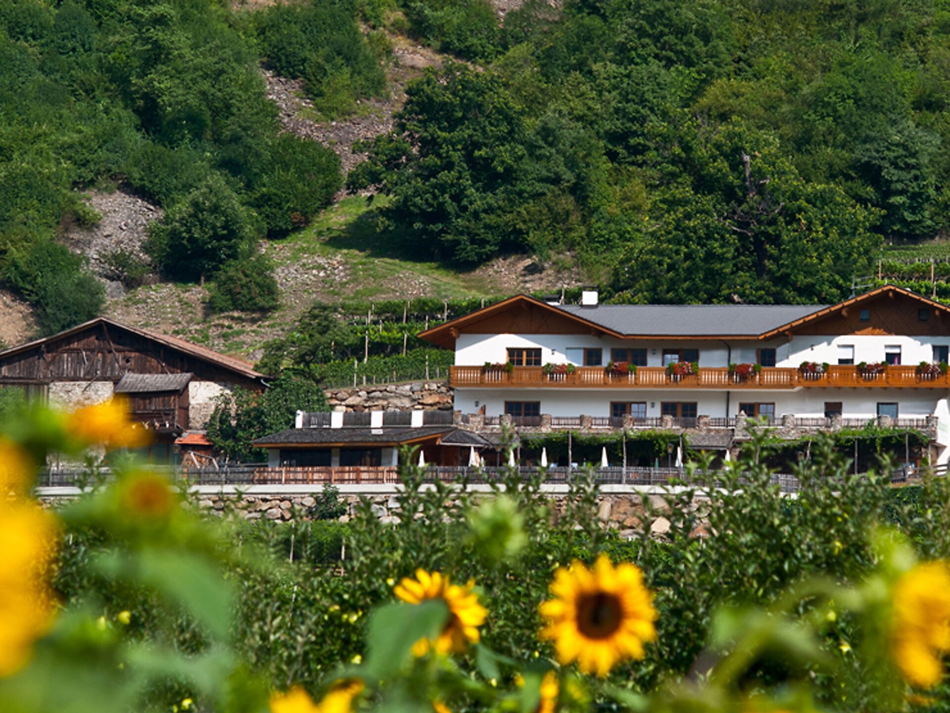 Gasthaus Happichl - Meran und Umgebung - #1 - suedtirol.info