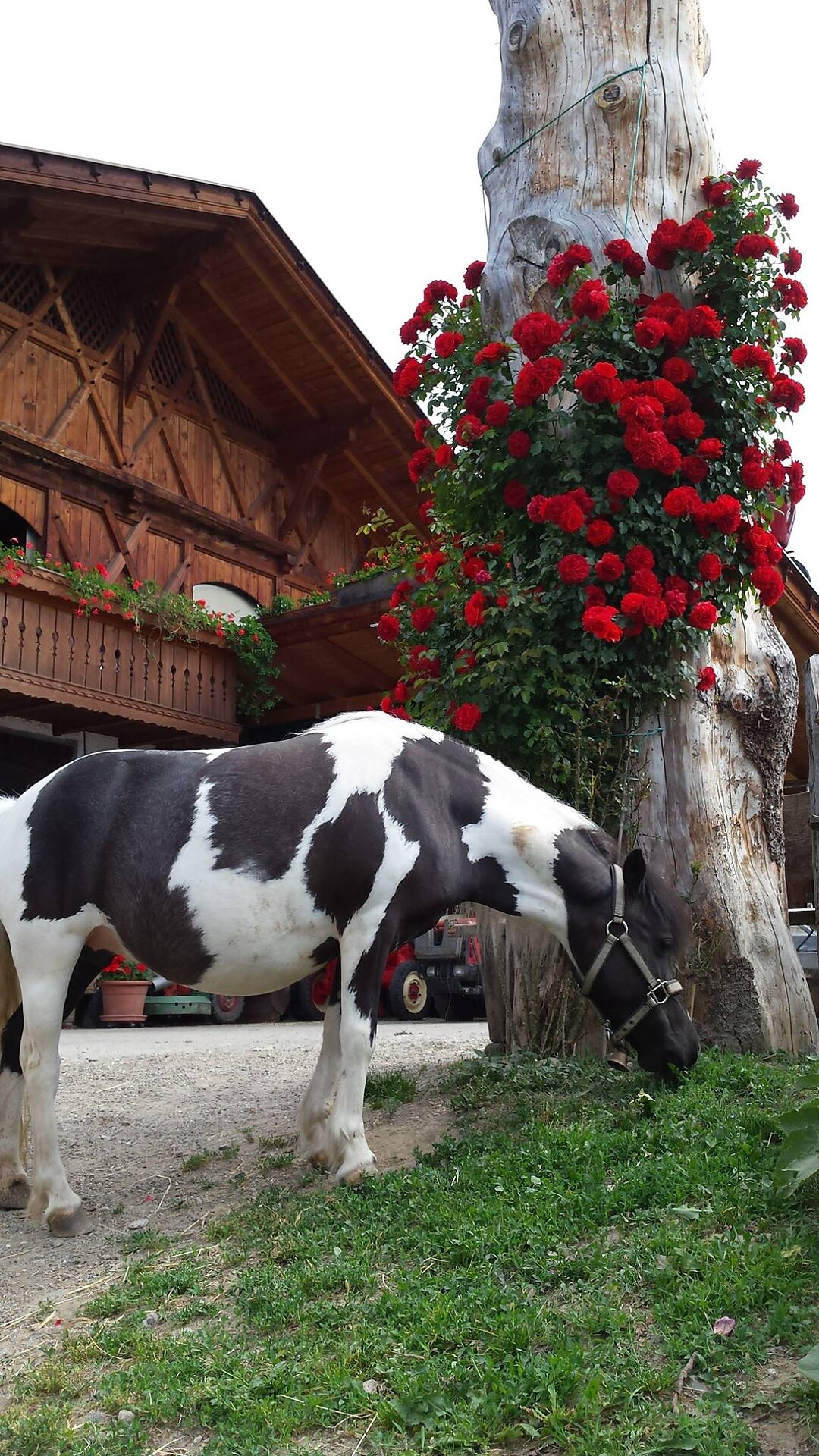 Trattoria Ungerichthof Caines 10 suedtirol.info