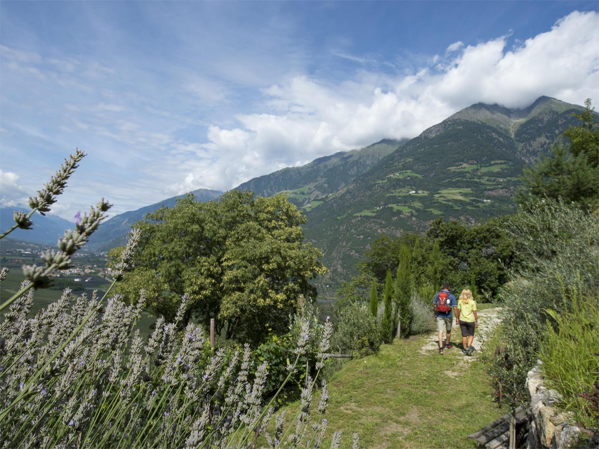 Gasthaus Linthof Naturns 2 suedtirol.info