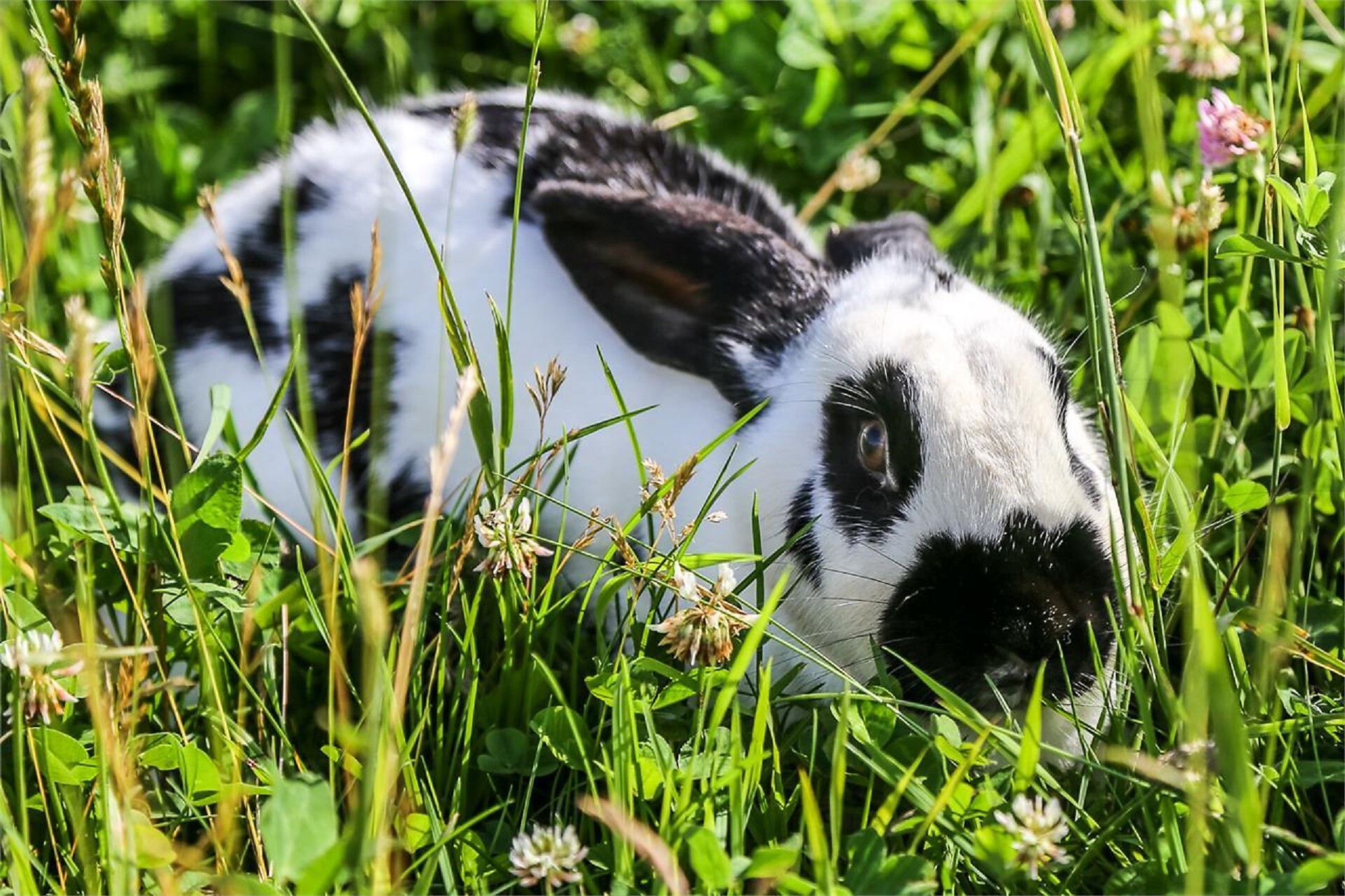 Hase