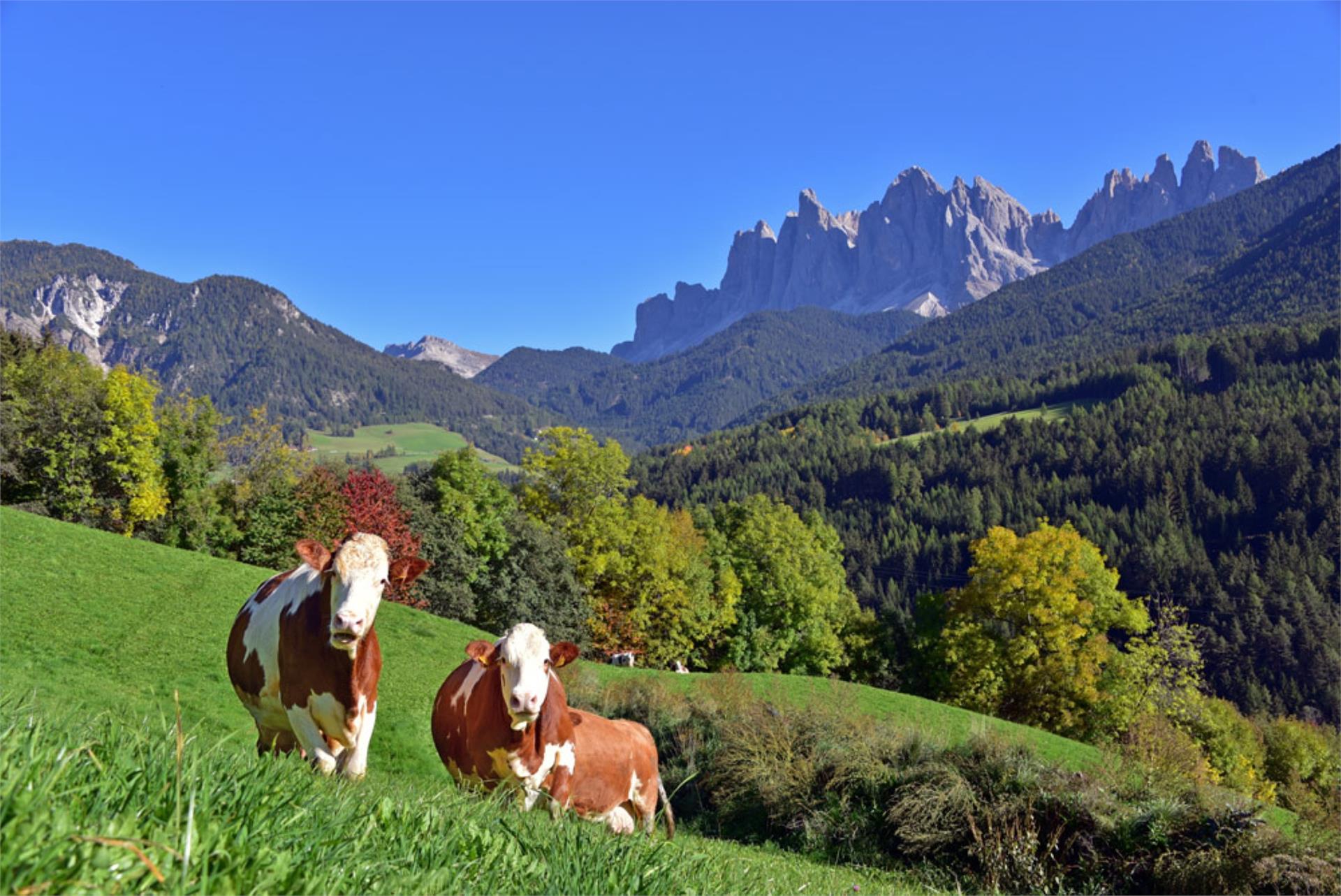 Hotel Gsoihof Villnöss 17 suedtirol.info